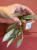 Hoya lacunosa sp. Laos (1).jpeg