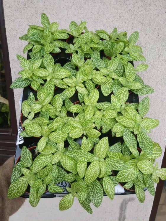 Fittonia 'Mosaic Lemon' 1