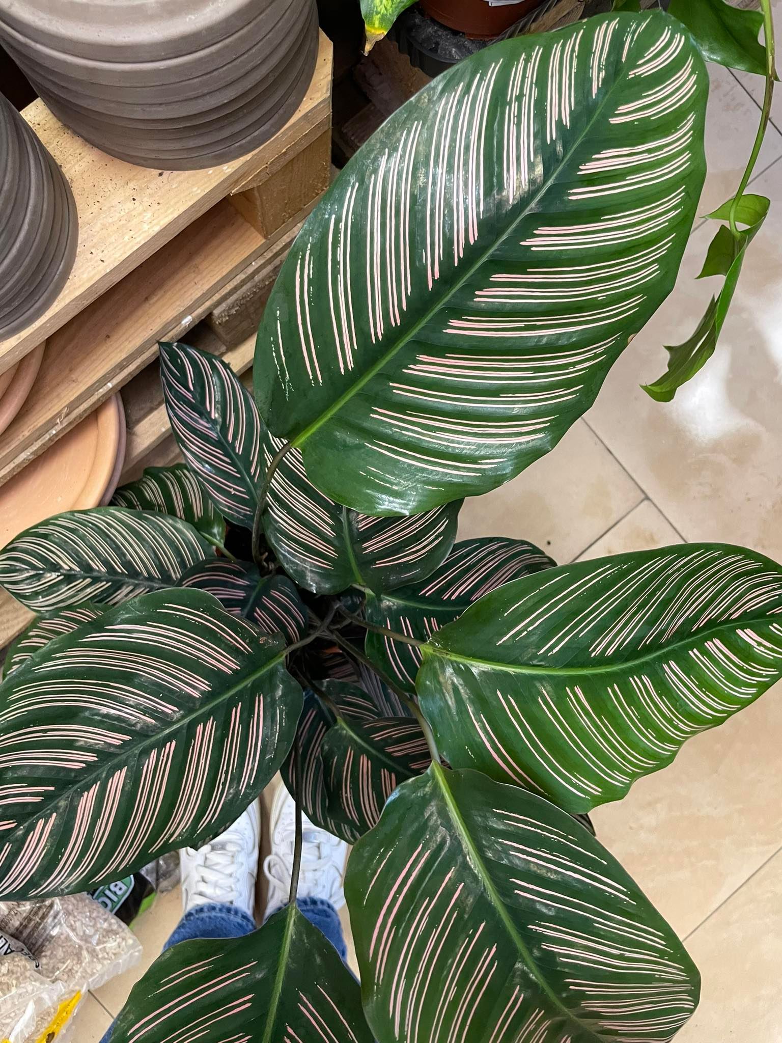 Kalatea Calathea ornata sanderiana