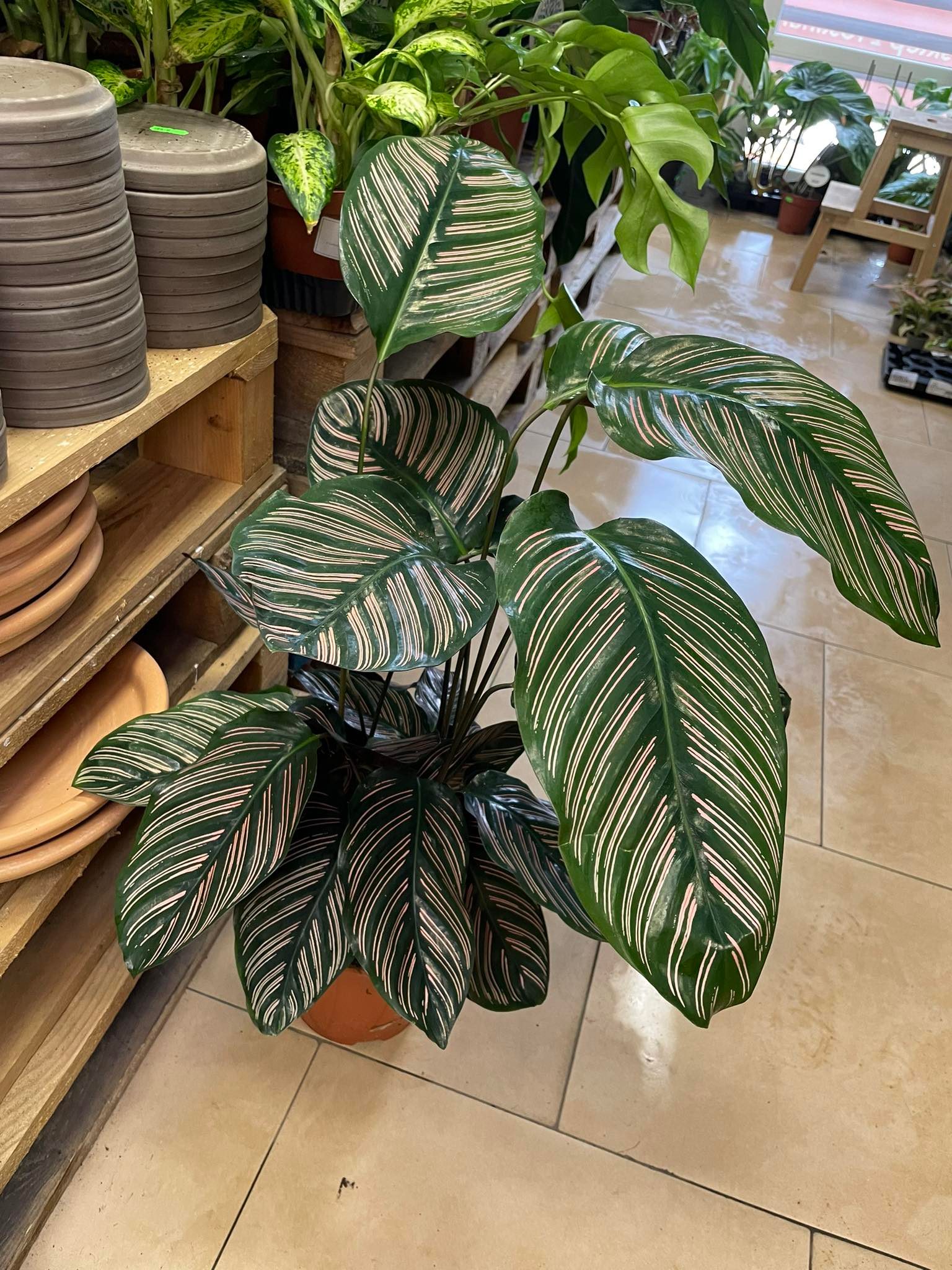 efeu sen Efeu - Hedera helix