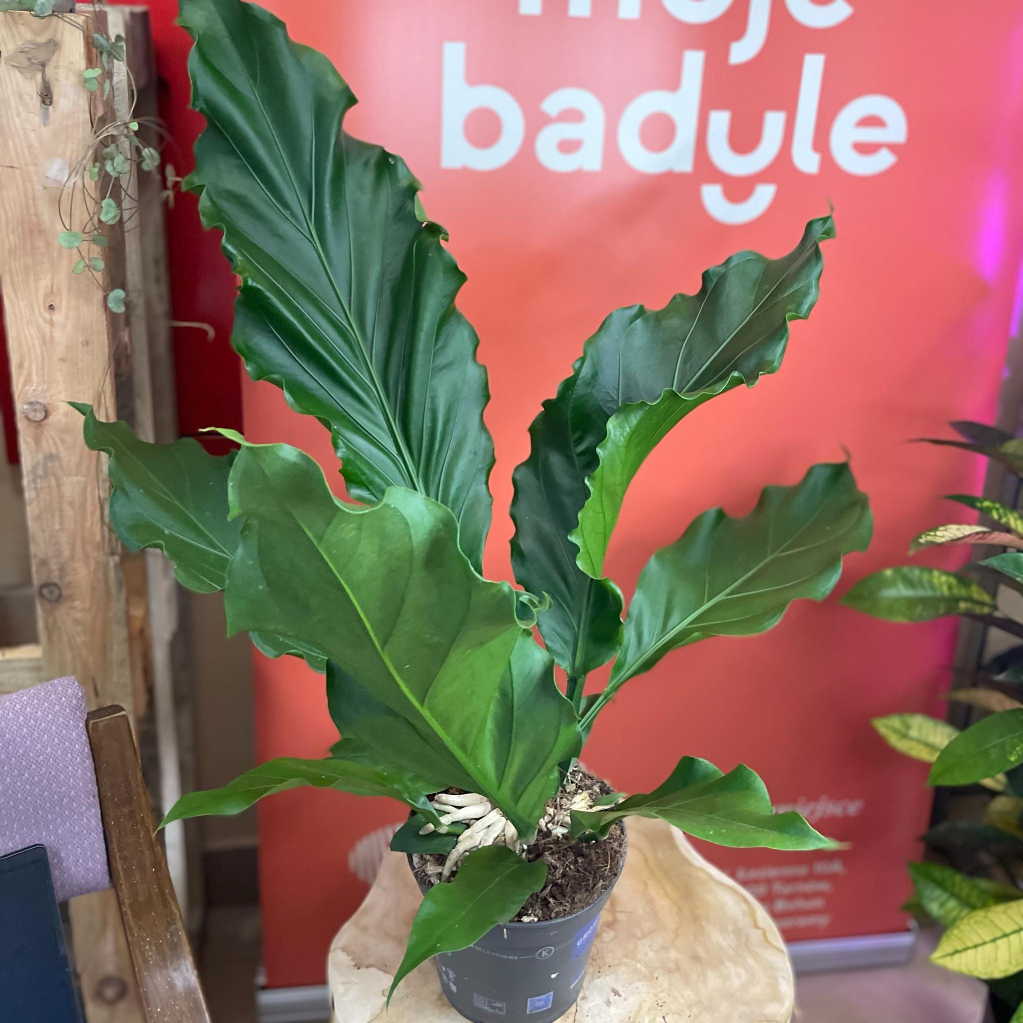 Anthurium 'Karma Birdnest'