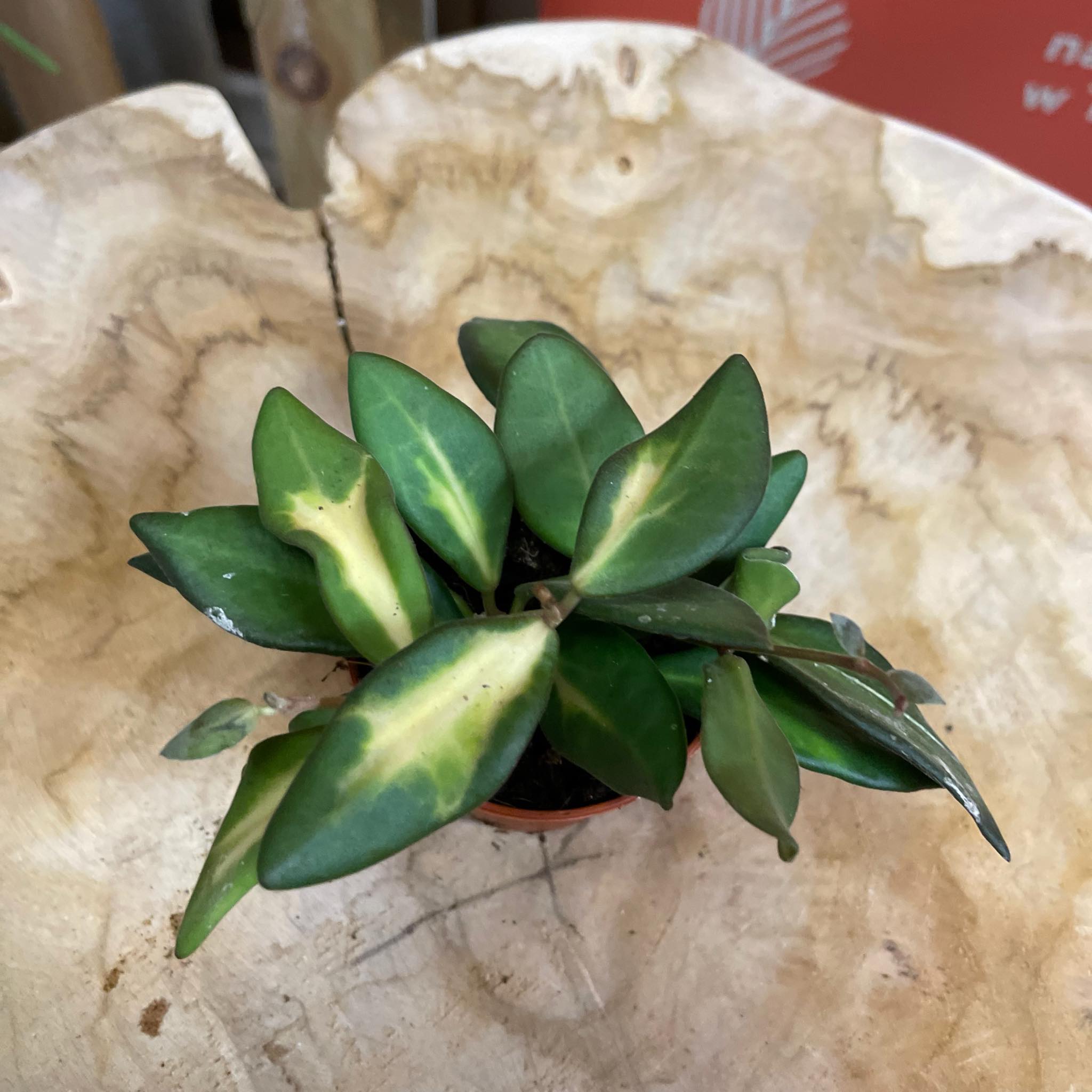 Pianta Hoya Burtoniae Variegata – Talea Di Bambino, Sempreverde, Purifica L'aria, Per Interni