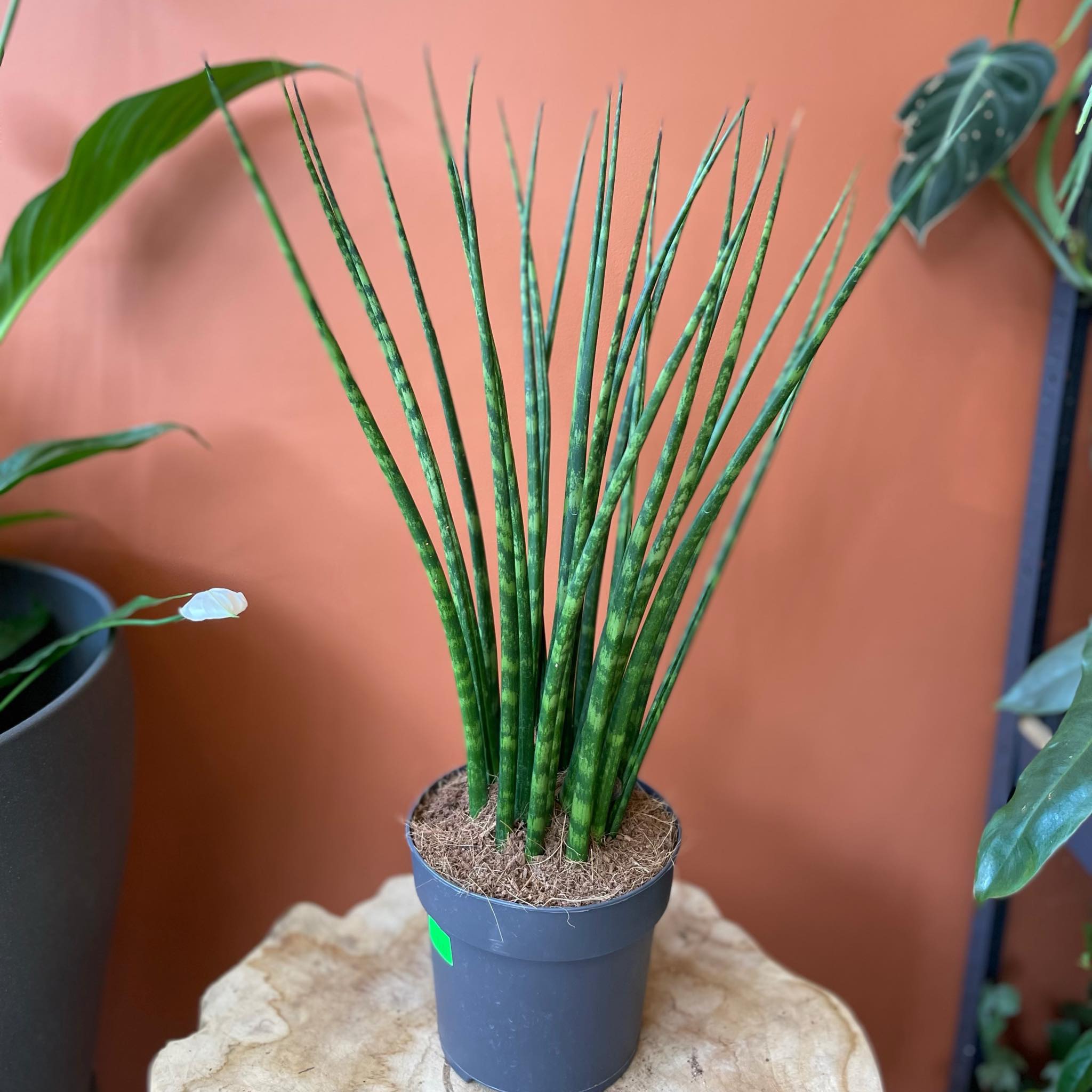 sansevieria green line Sansevieria 'Green Hahnii'  Green Acres Nursery & Supply
