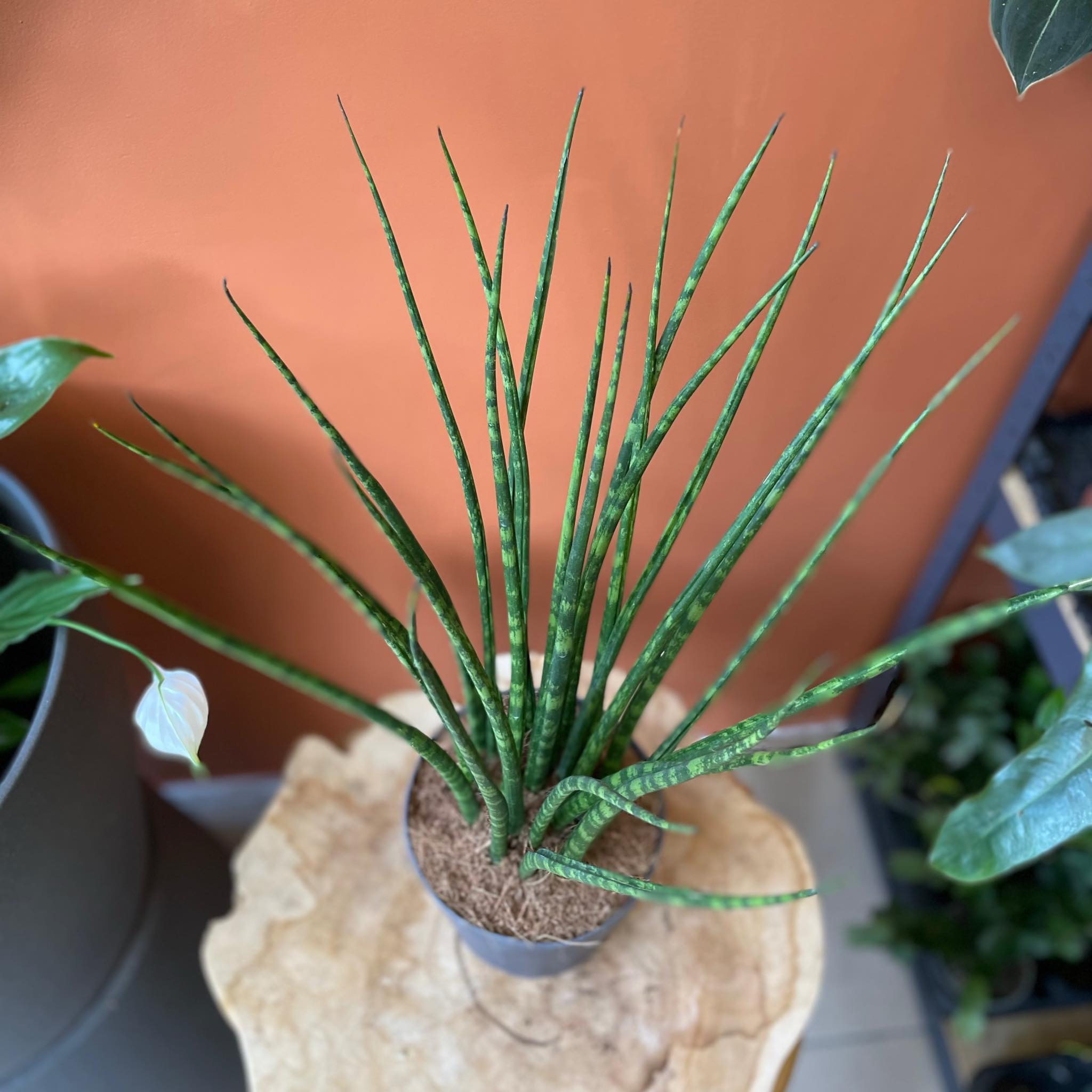 sansewieria sansevieria fernwood