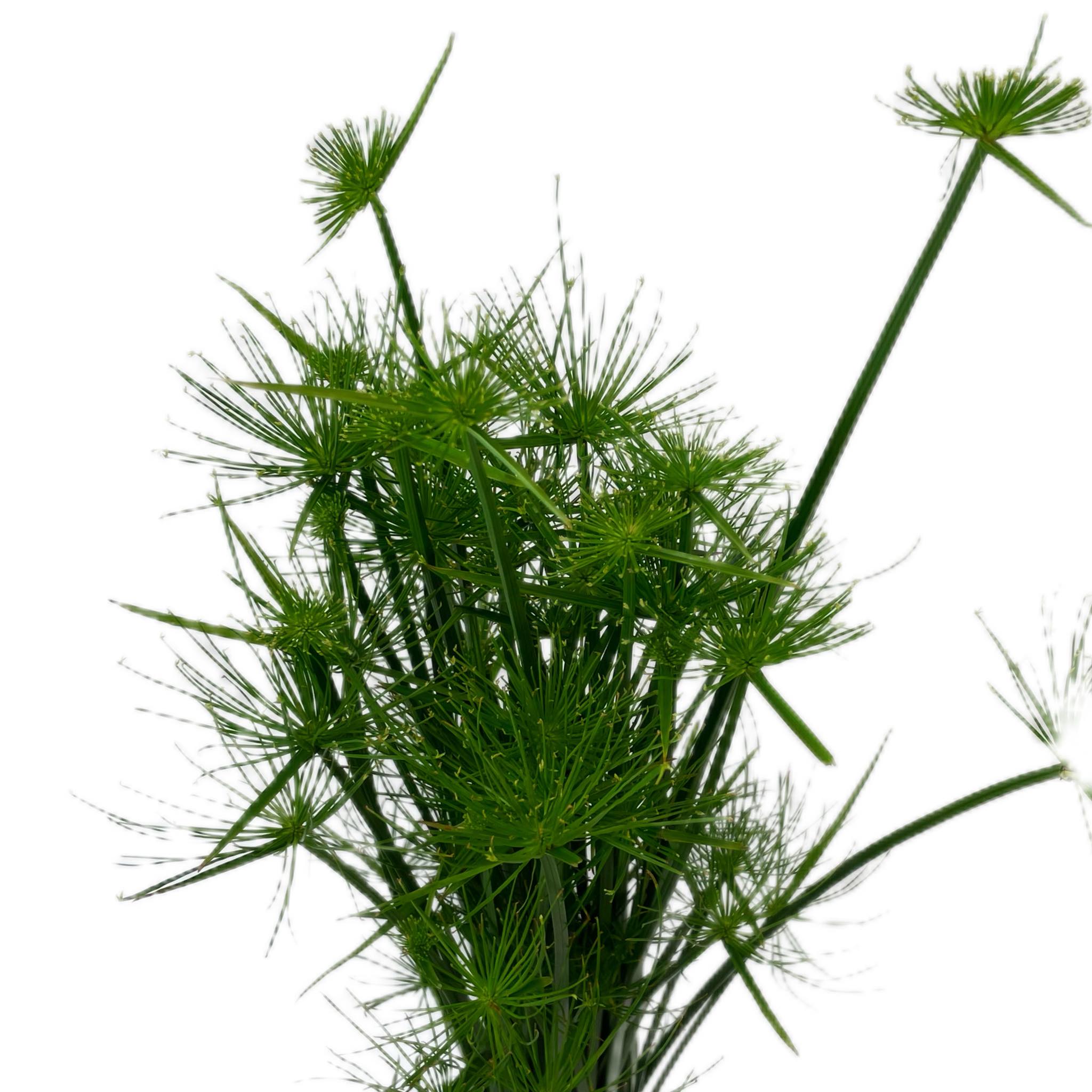 Cyperus Alternifolius Papirus cyperus-alternifolius-papirus