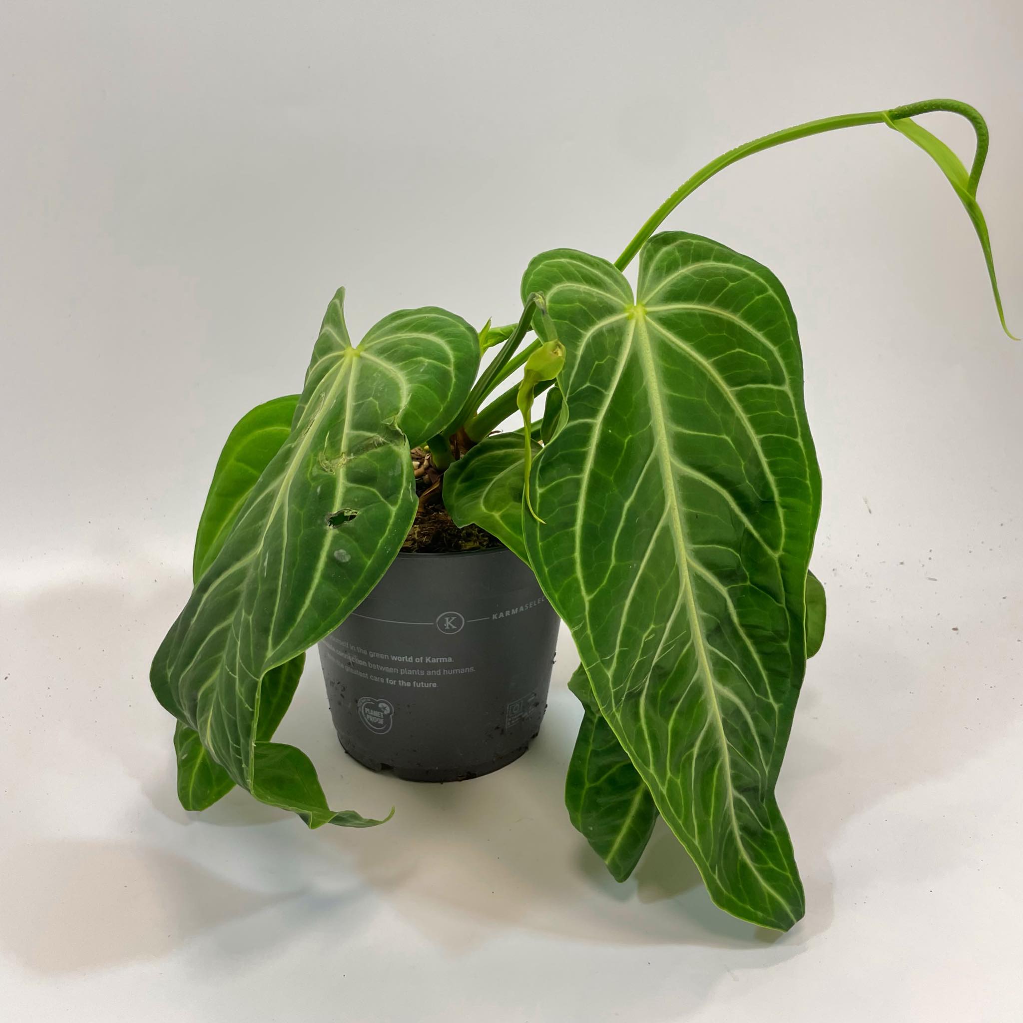 bonsai ficus ginseng dnger Kaufen Sie jetzt Zimmerpflanze Bonsai Ficus 'Ginseng' S-Form XL inkl.  Ziertopf, wei