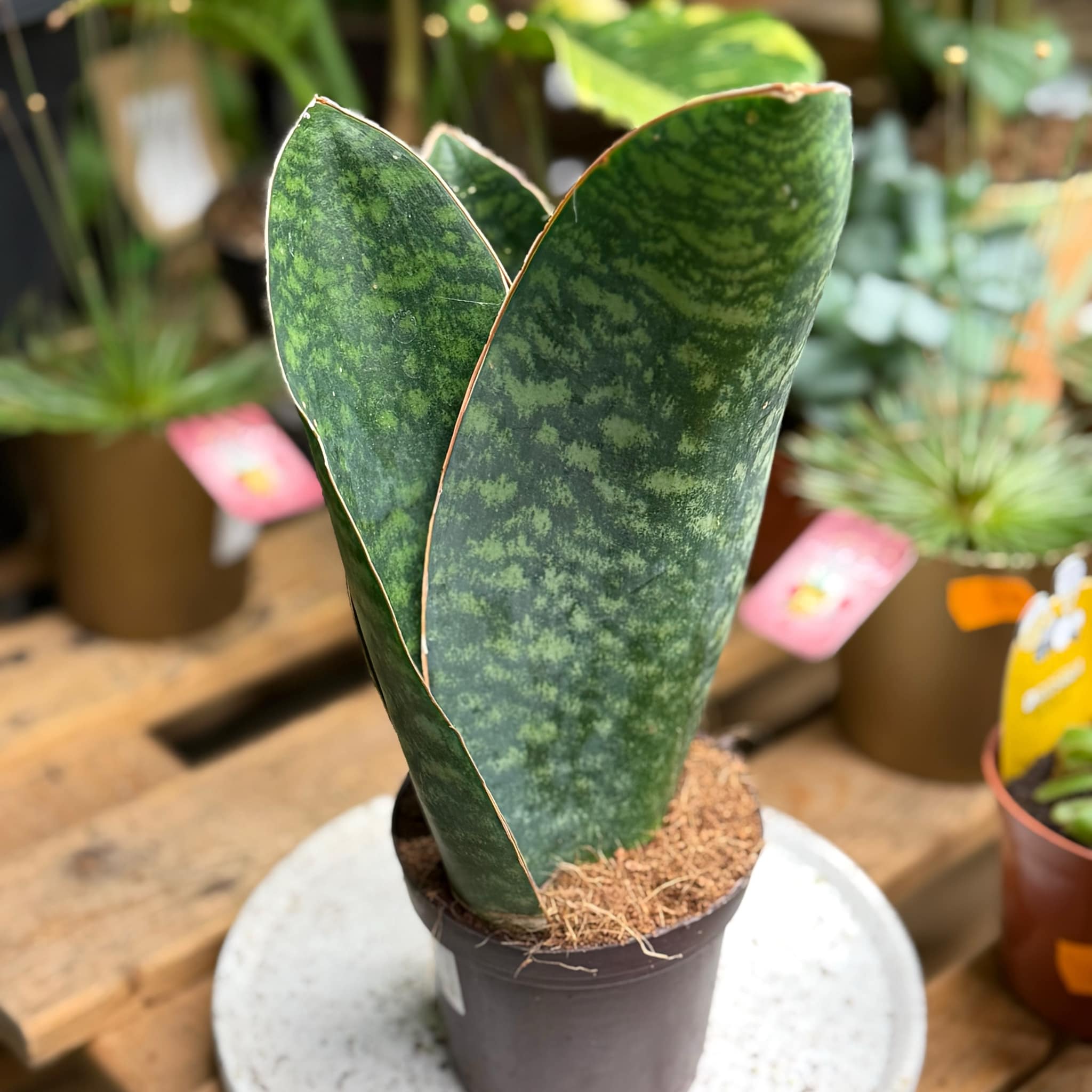 Sansevieria grandis sansewieria opata masoniana