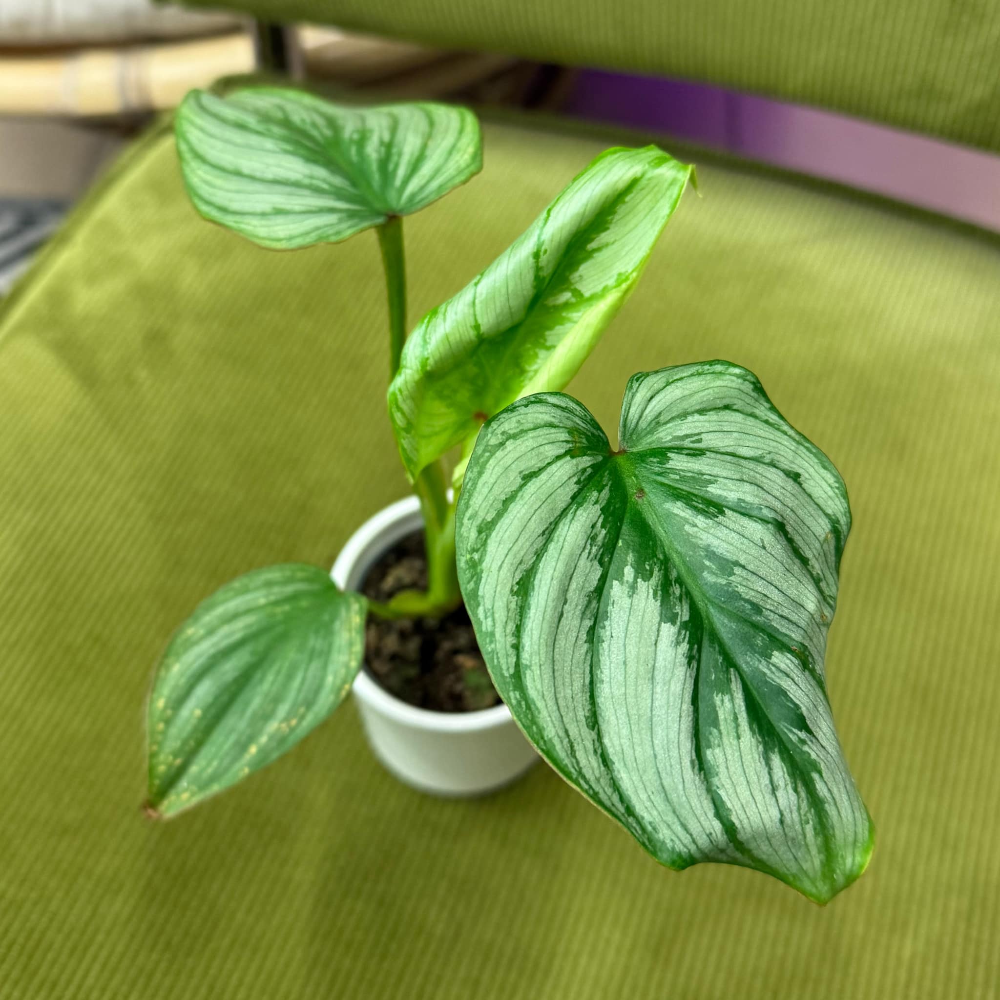 philodendron grow light Shop 'Philodendron Moonlight Plant' Care & Growing Guide main image 1