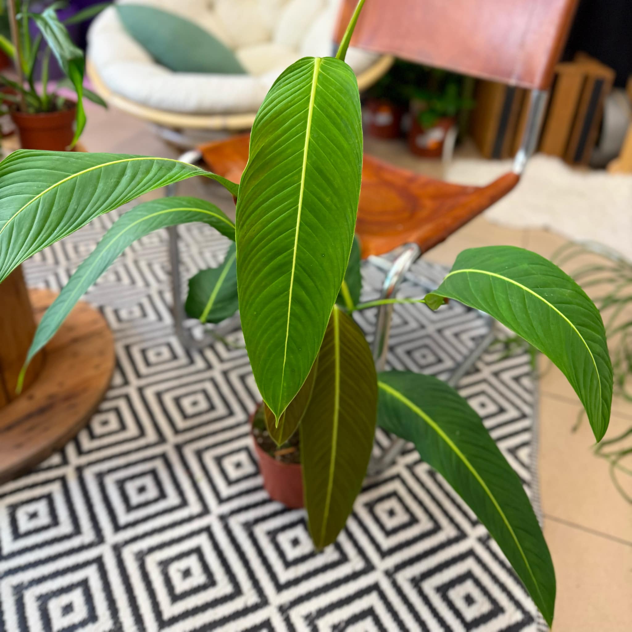 Philodendron Heterocraspedon filodendron | Sklep MojeBadyle.pl