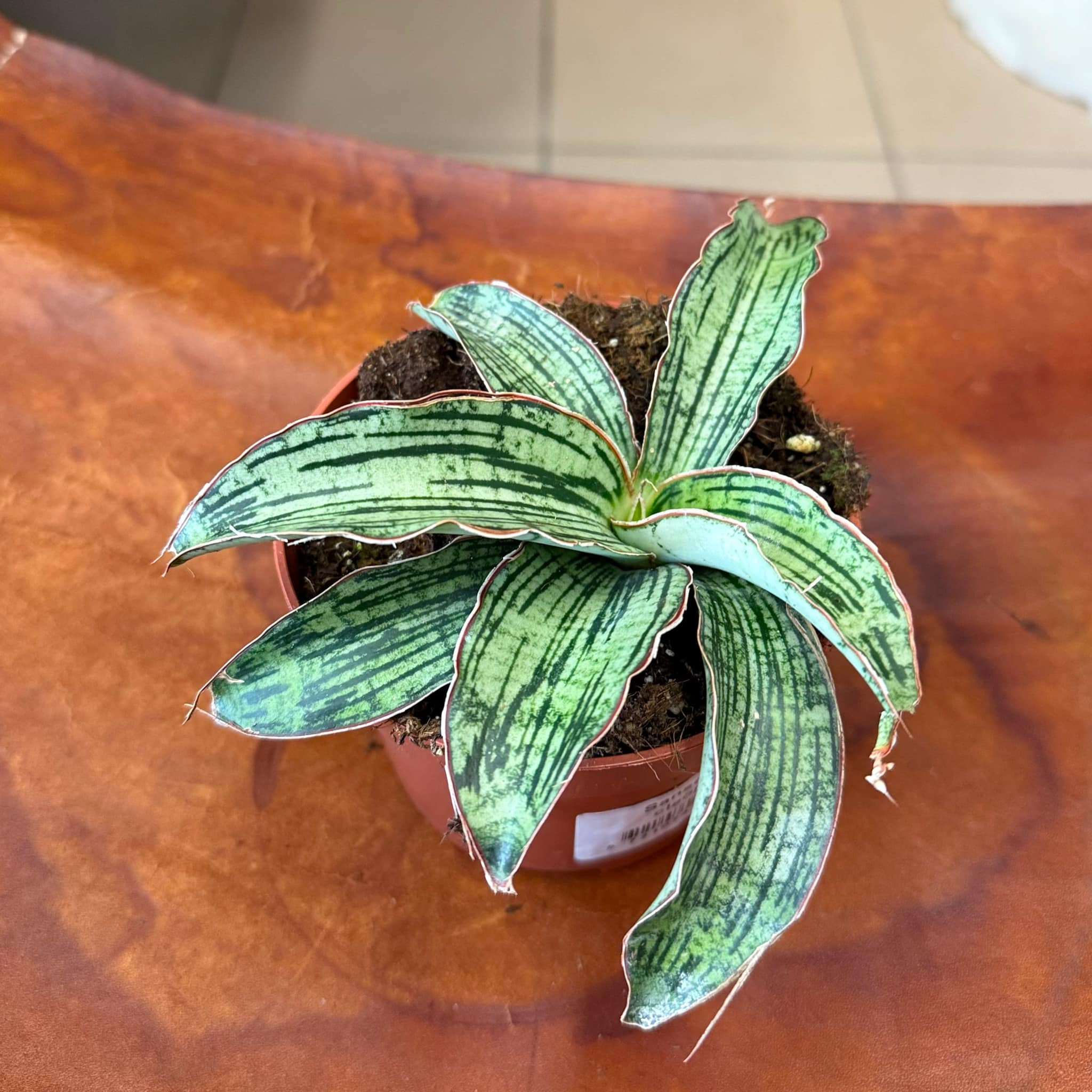 Sansevieria cleopatra