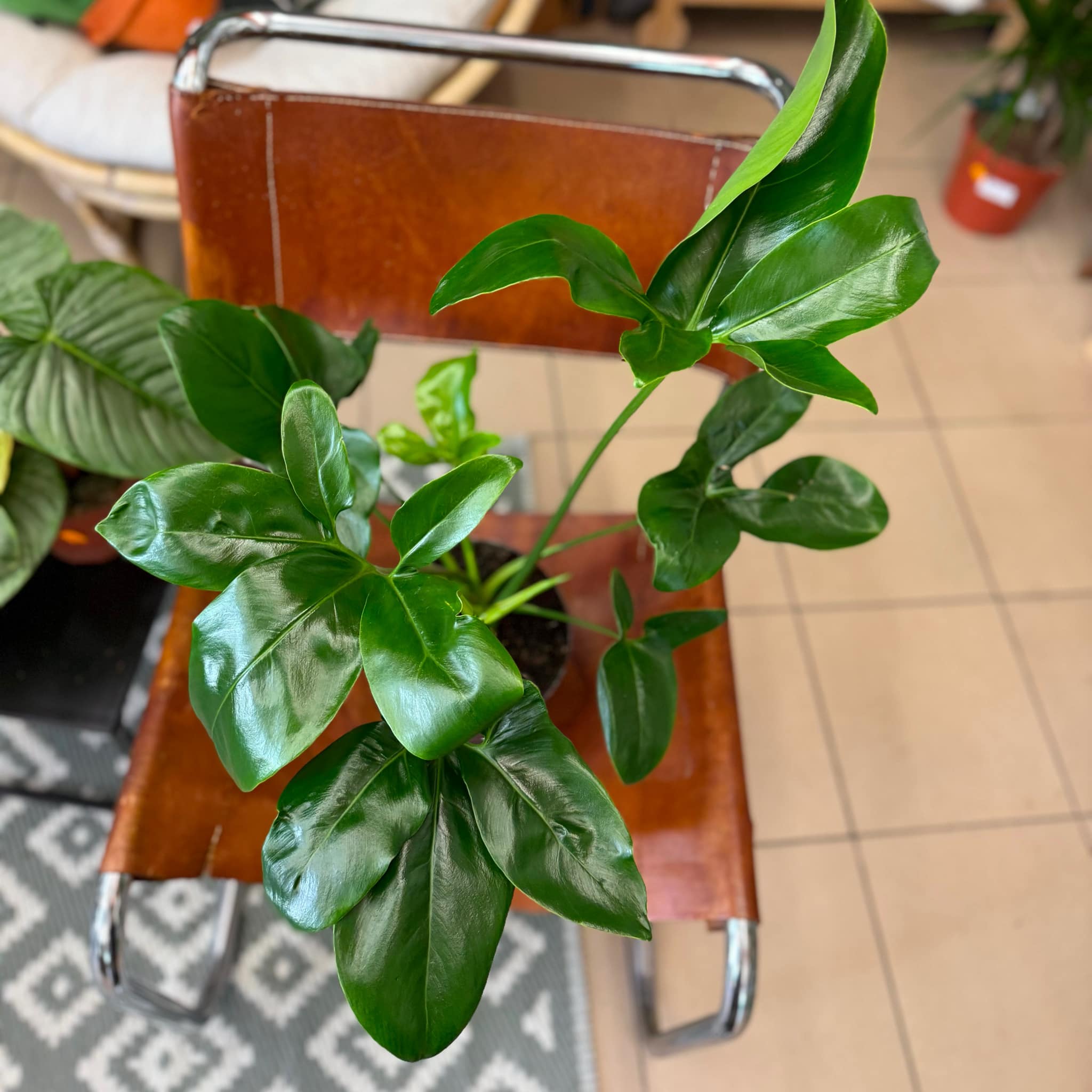 Philodendron 'Fun Bun' | Sklep MojeBadyle.pl