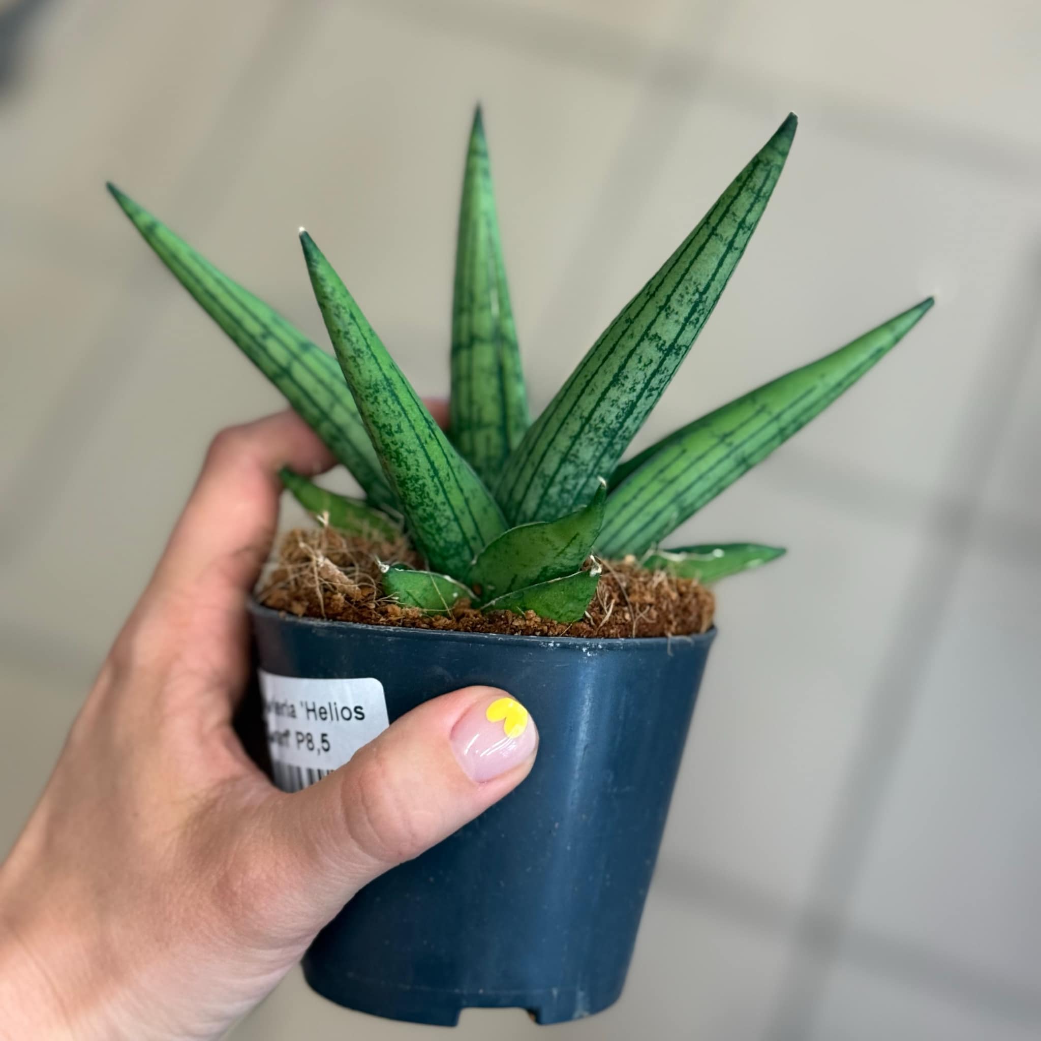 sansewieria cylindryczna Sansevieria cylindrica 'Straight'
