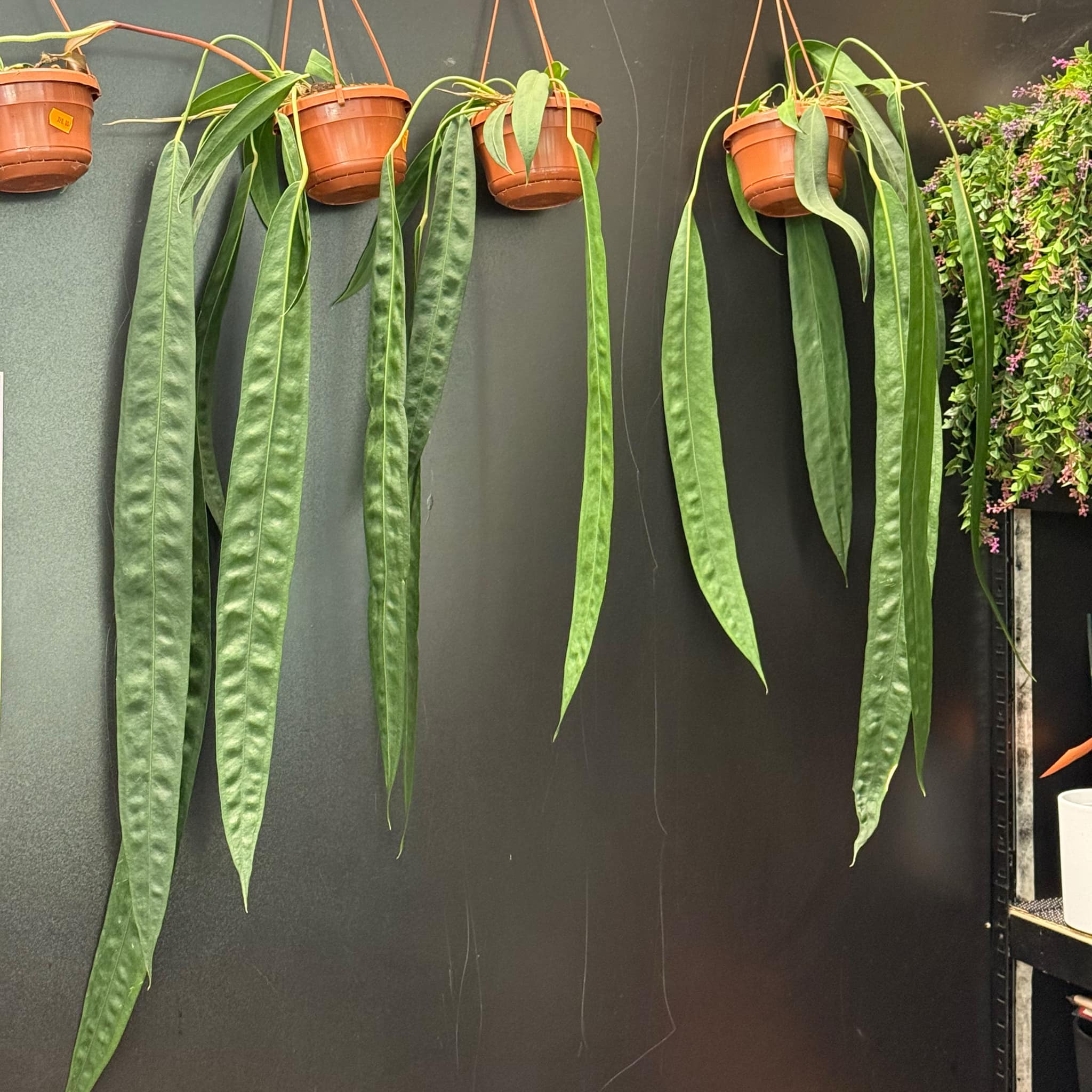 Anthurium Wendlingeri