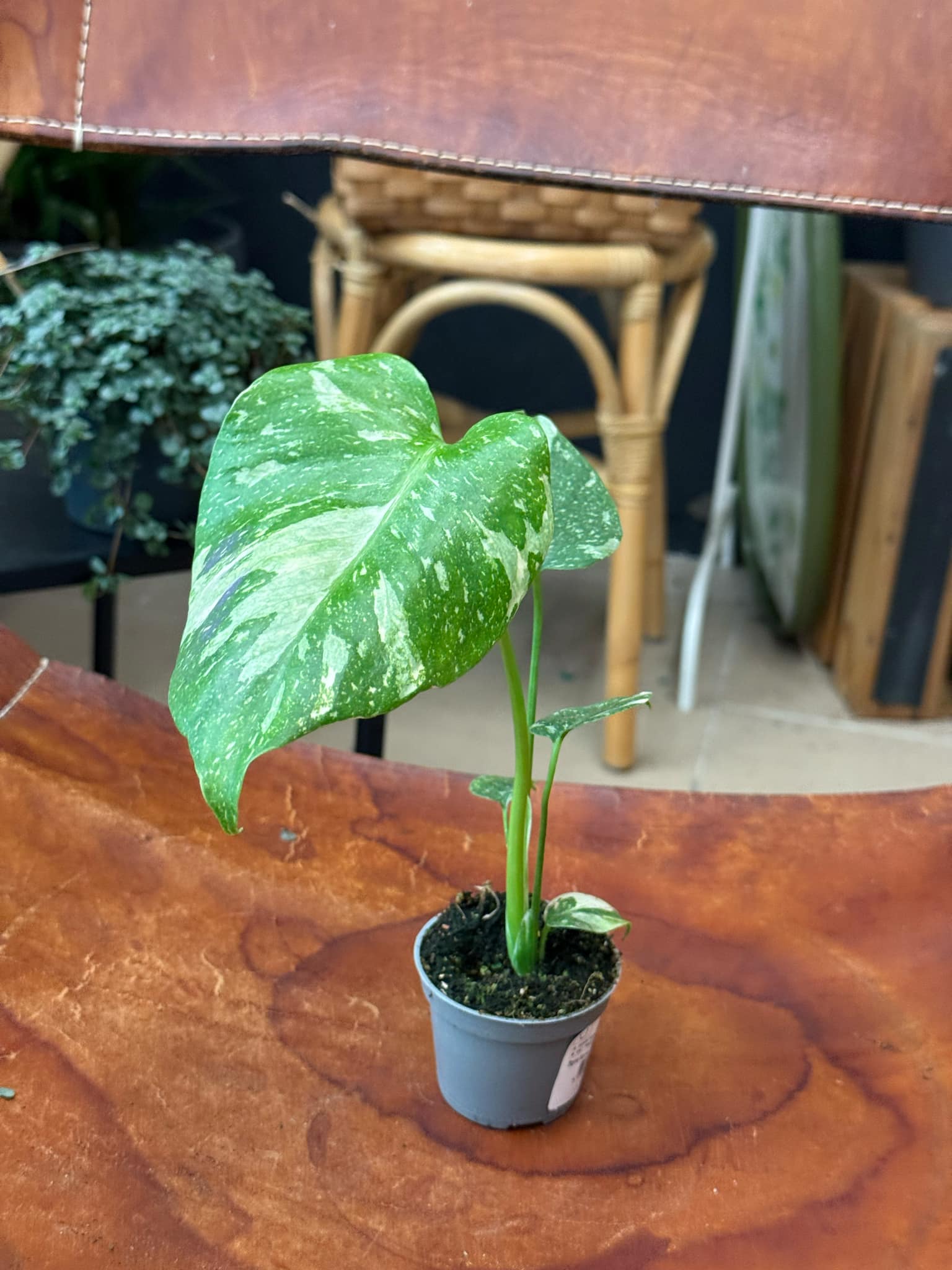 monstera deliciosa monstera dziurawa
