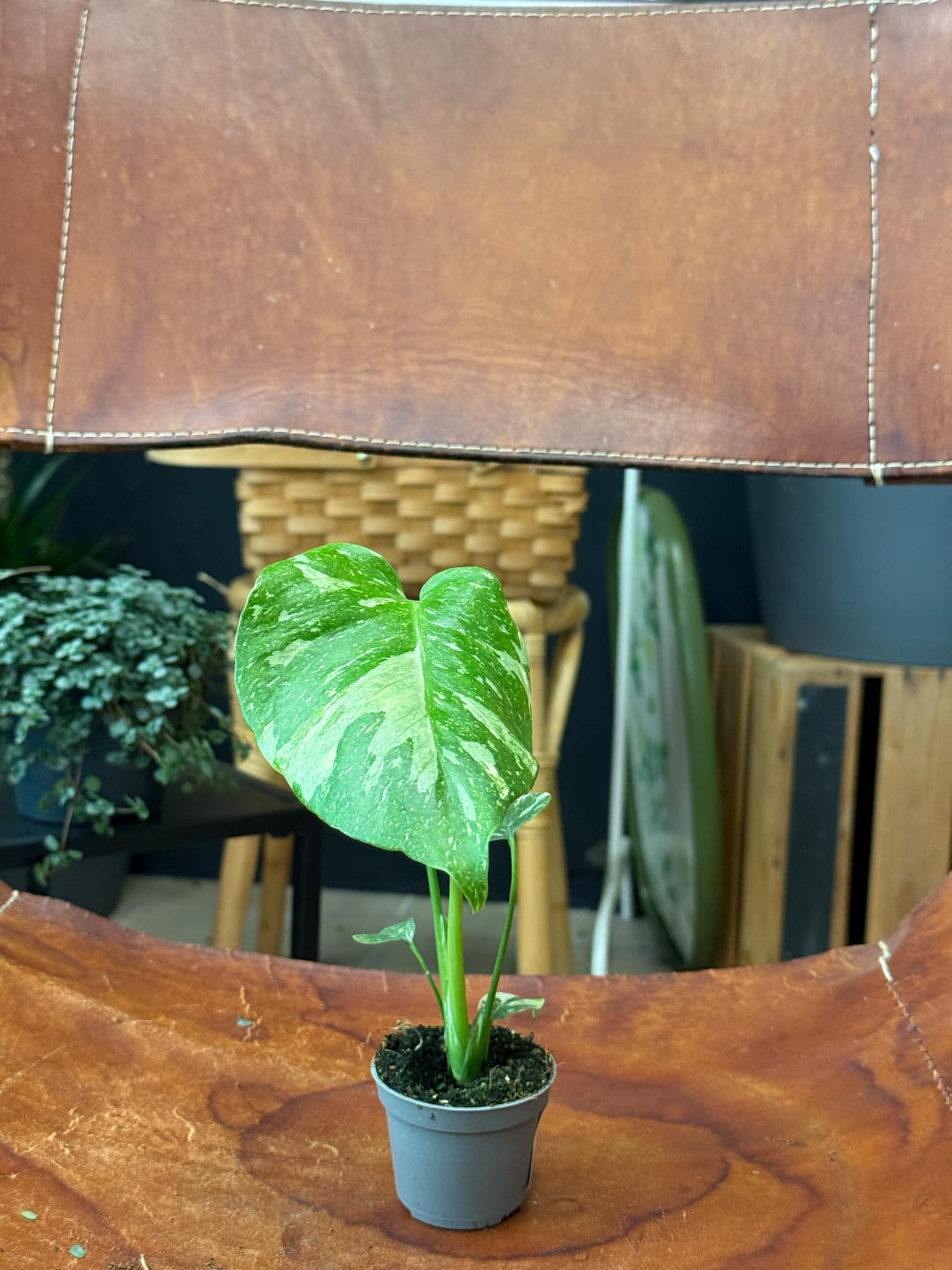 philodendron moonlight care Moonlight Philodendron (Philodendron 'Moonlight')  Plantology USA