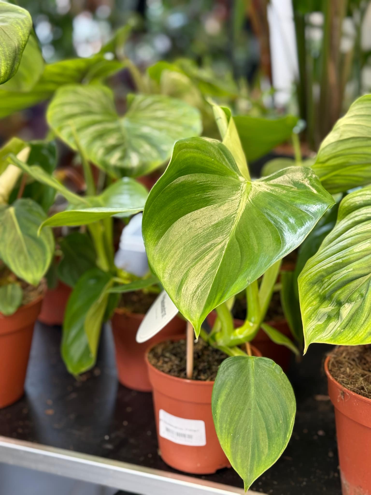 Philodendron Pittieri | Sklep MojeBadyle.pl