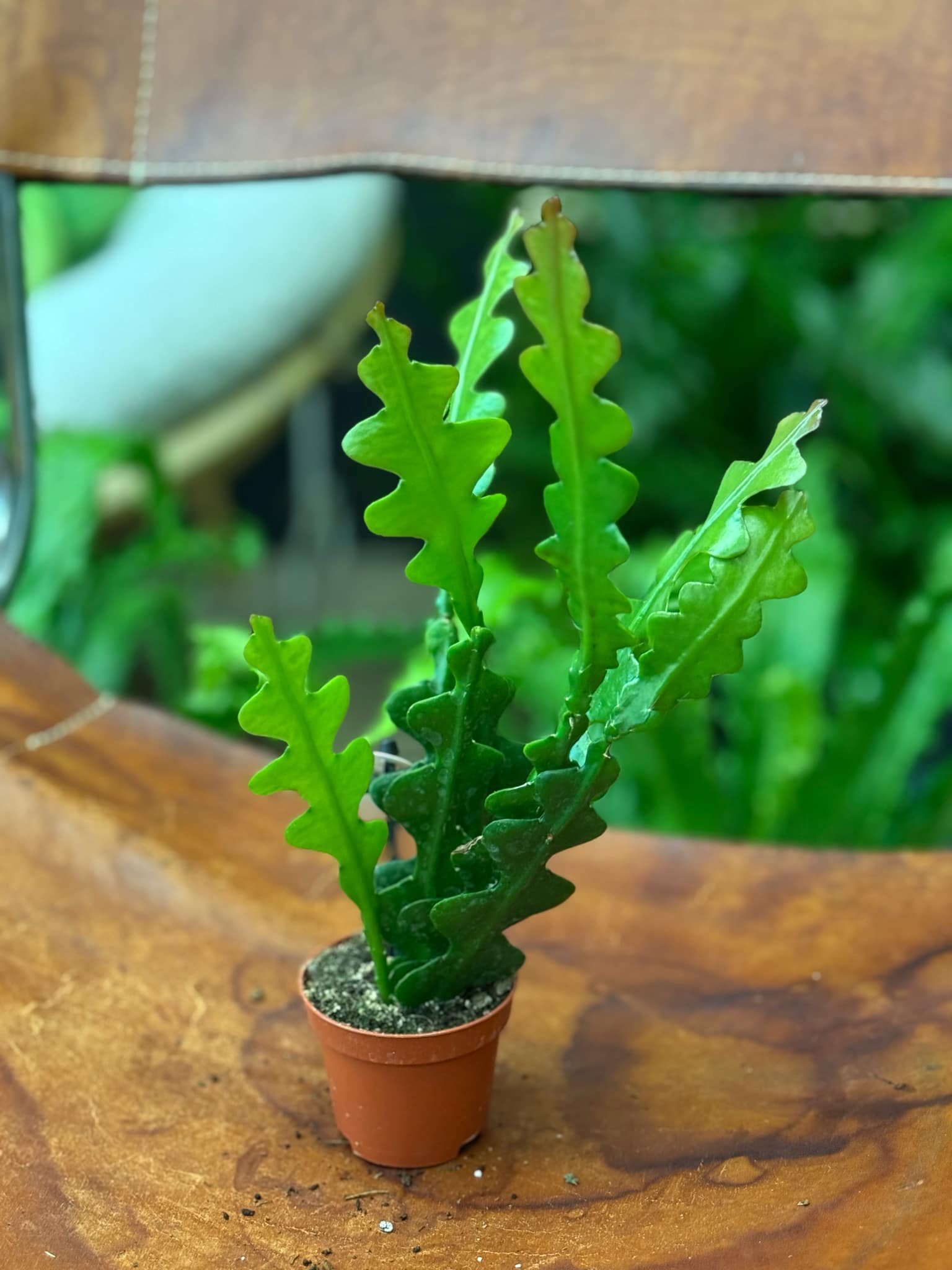 Epiphyllum anguliger | Sklep MojeBadyle.pl