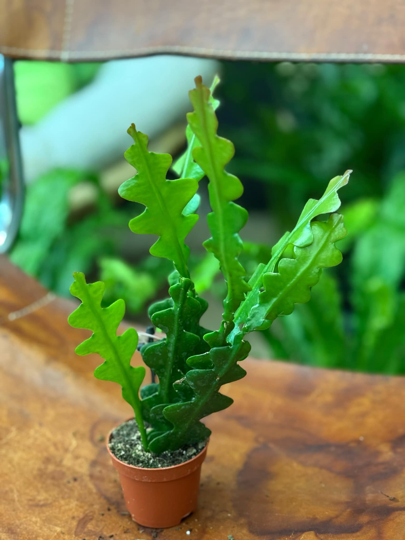 Epiphyllum anguliger | Sklep MojeBadyle.pl
