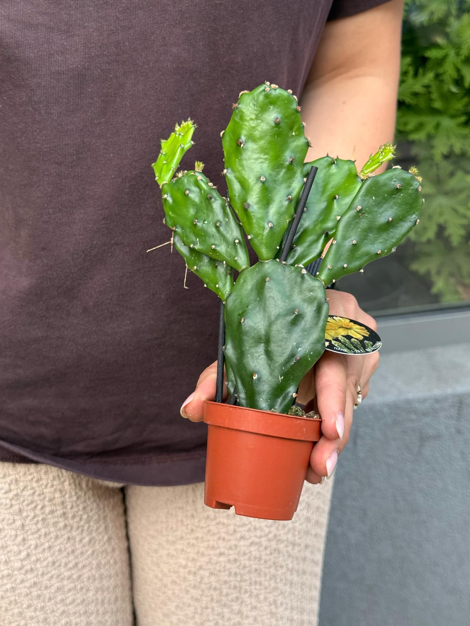 Opuntia jamaicaensis