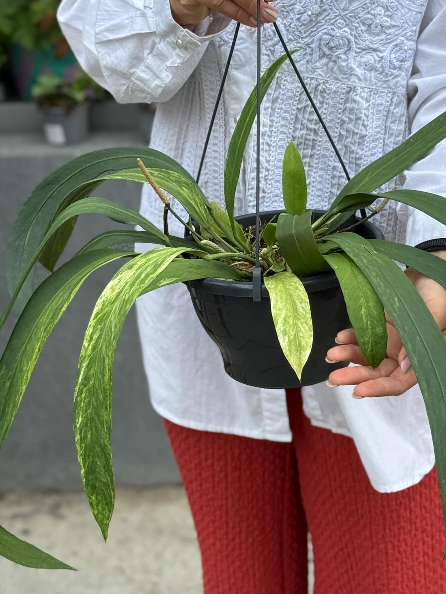 bonsai polyscias Snowflake Aralia Bonsai: Polyscias - 6