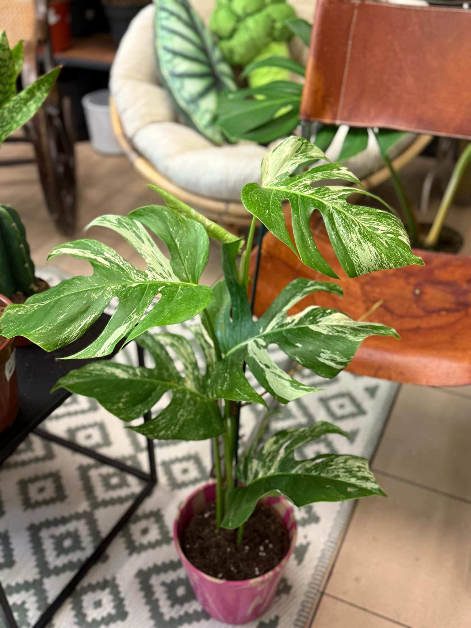 monstera deliciosa Variegata BIAA