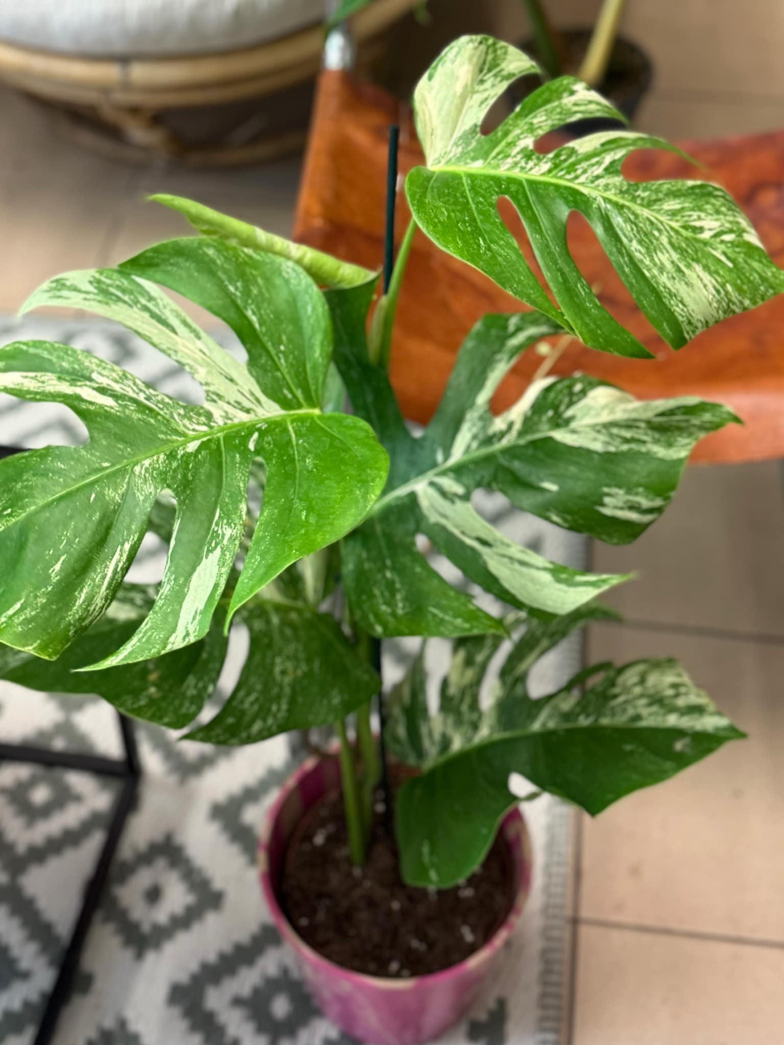 monstera deliciosa Variegata BIAA