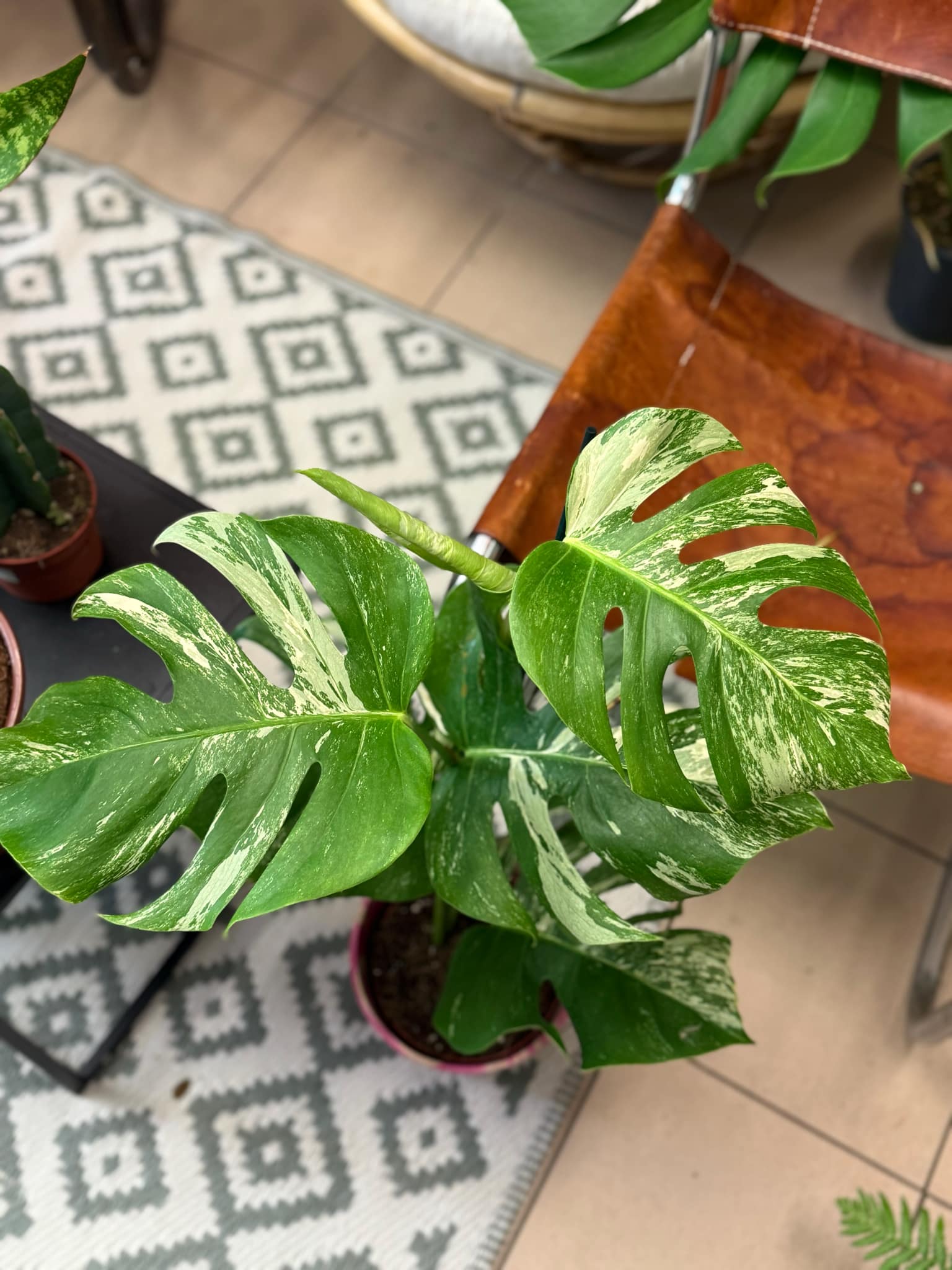 monstera deliciosa Variegata BIAA