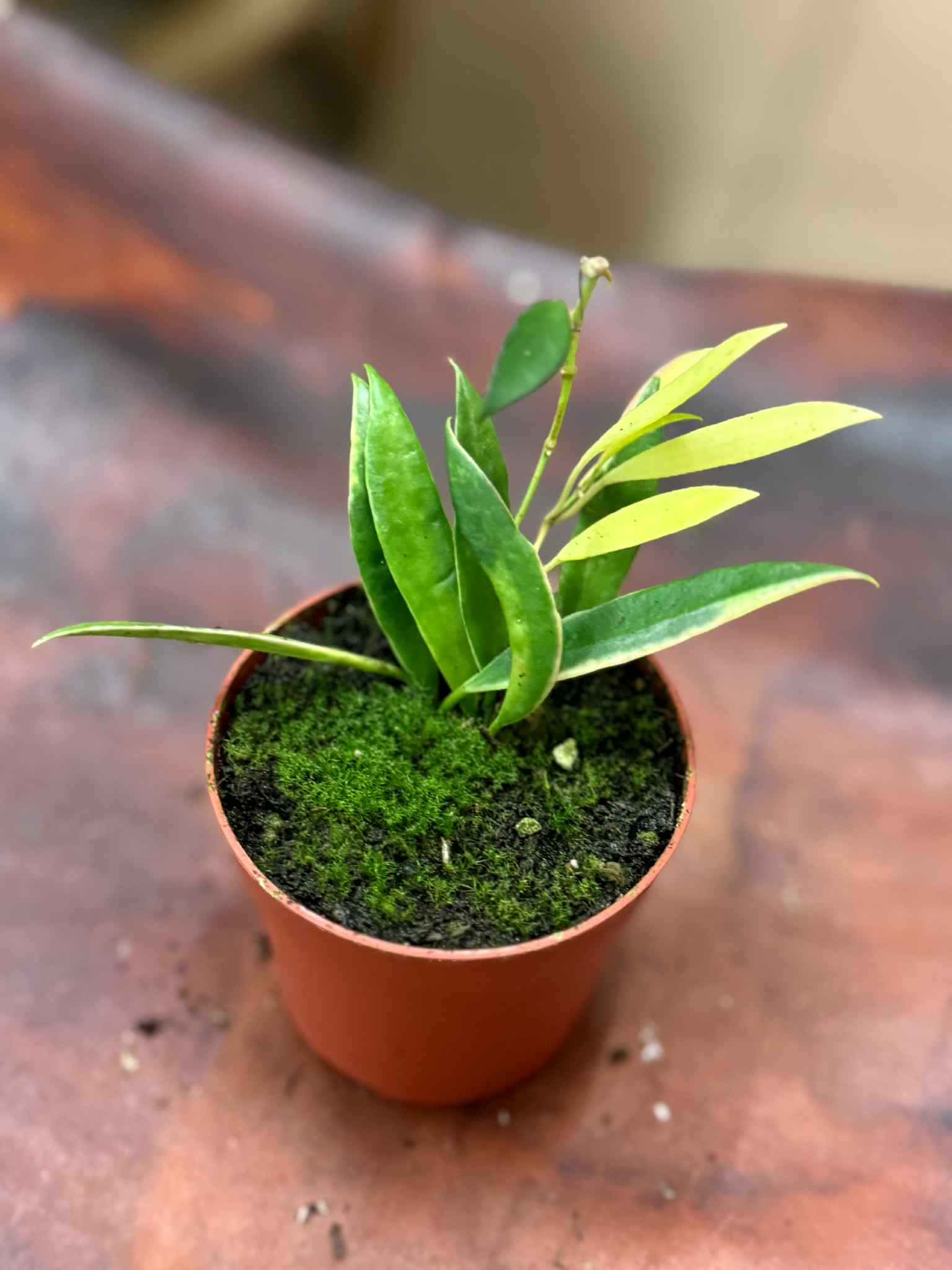 レア　ホヤ　Hoya tsangii variegata 美株サクララン② Hoya Tsangii Variegata | Sklep MojeBadyle.pl