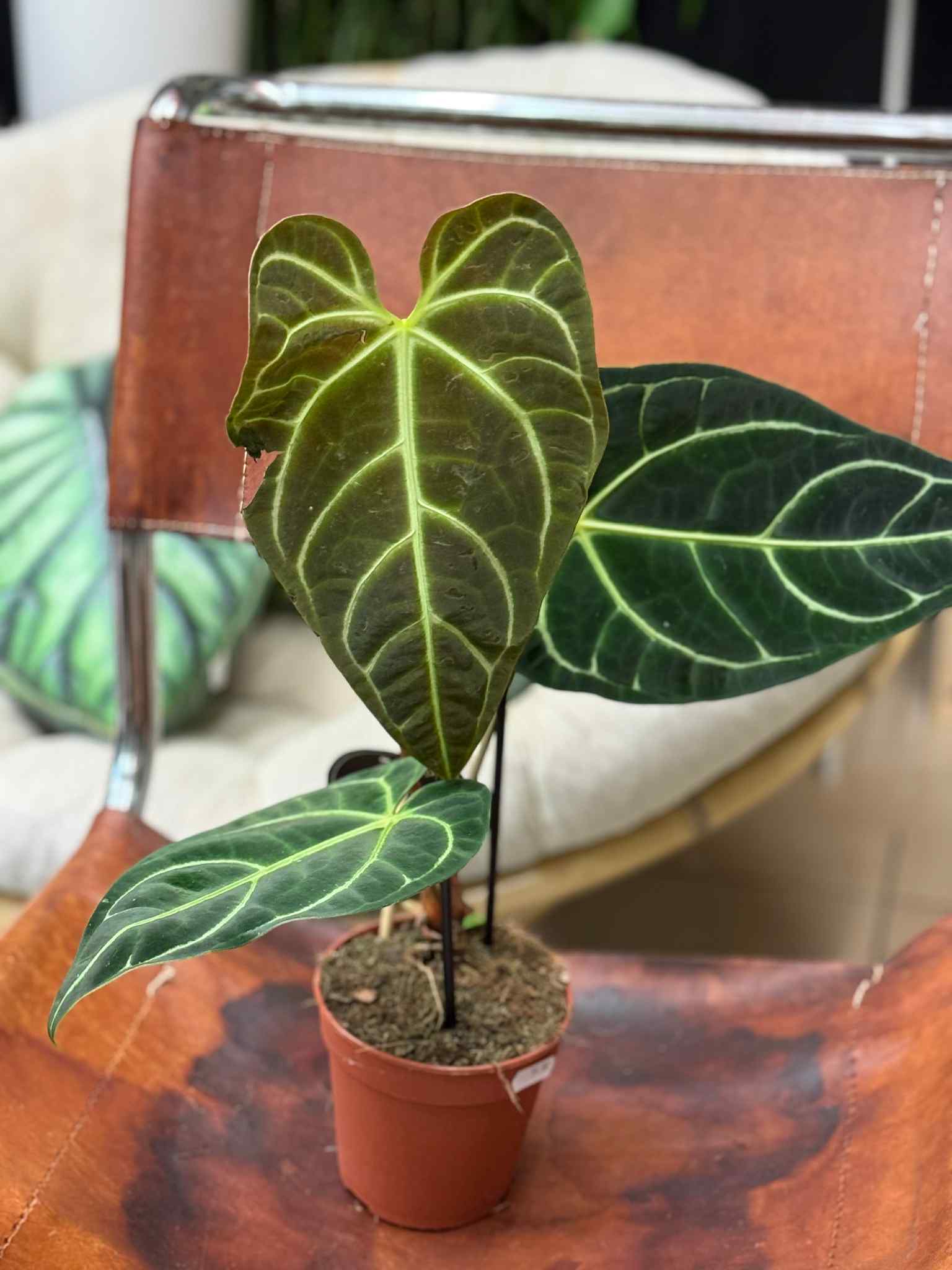 Anthurium Regale