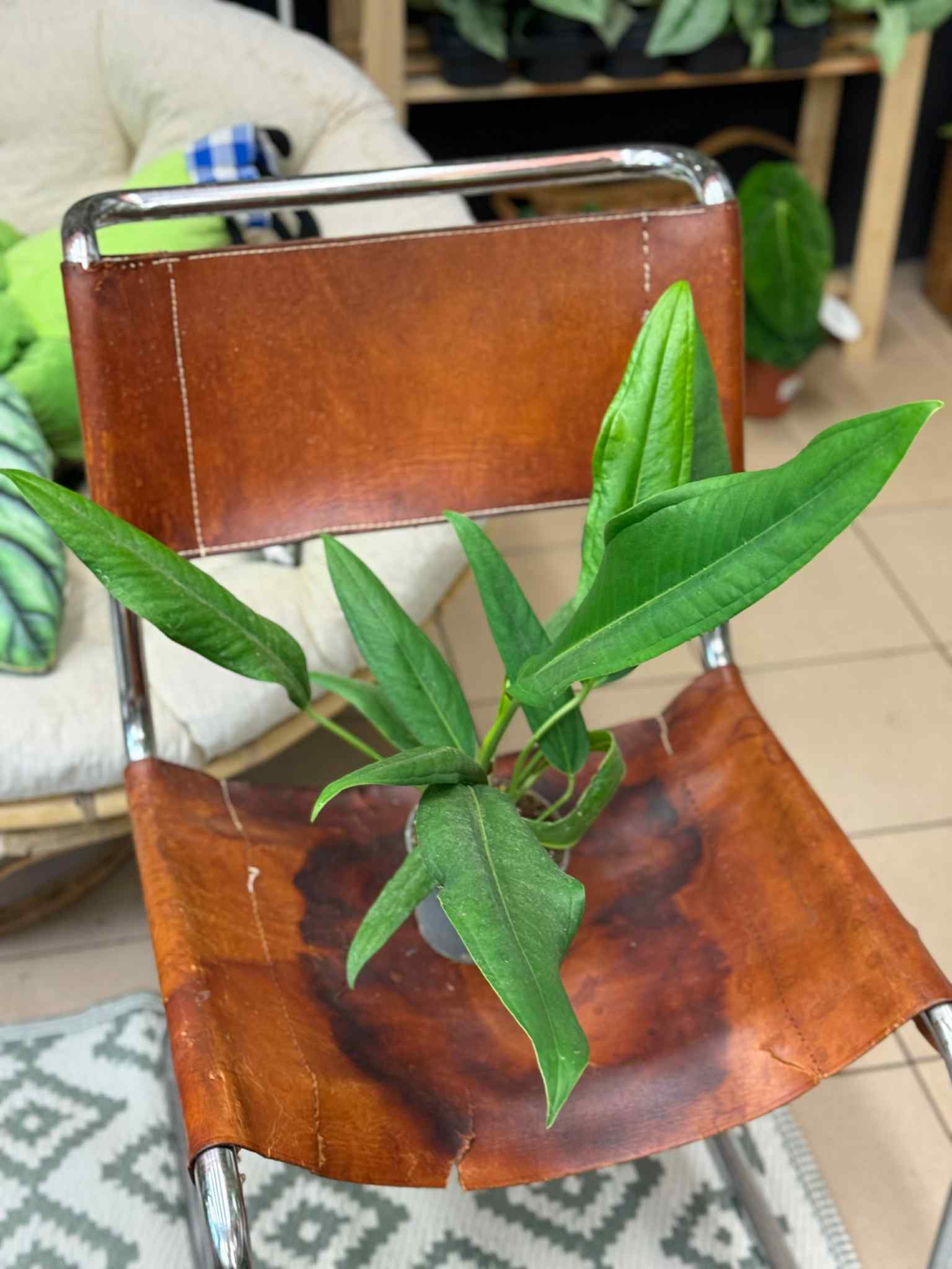 Anthurium BAKERI | Sklep MojeBadyle.pl