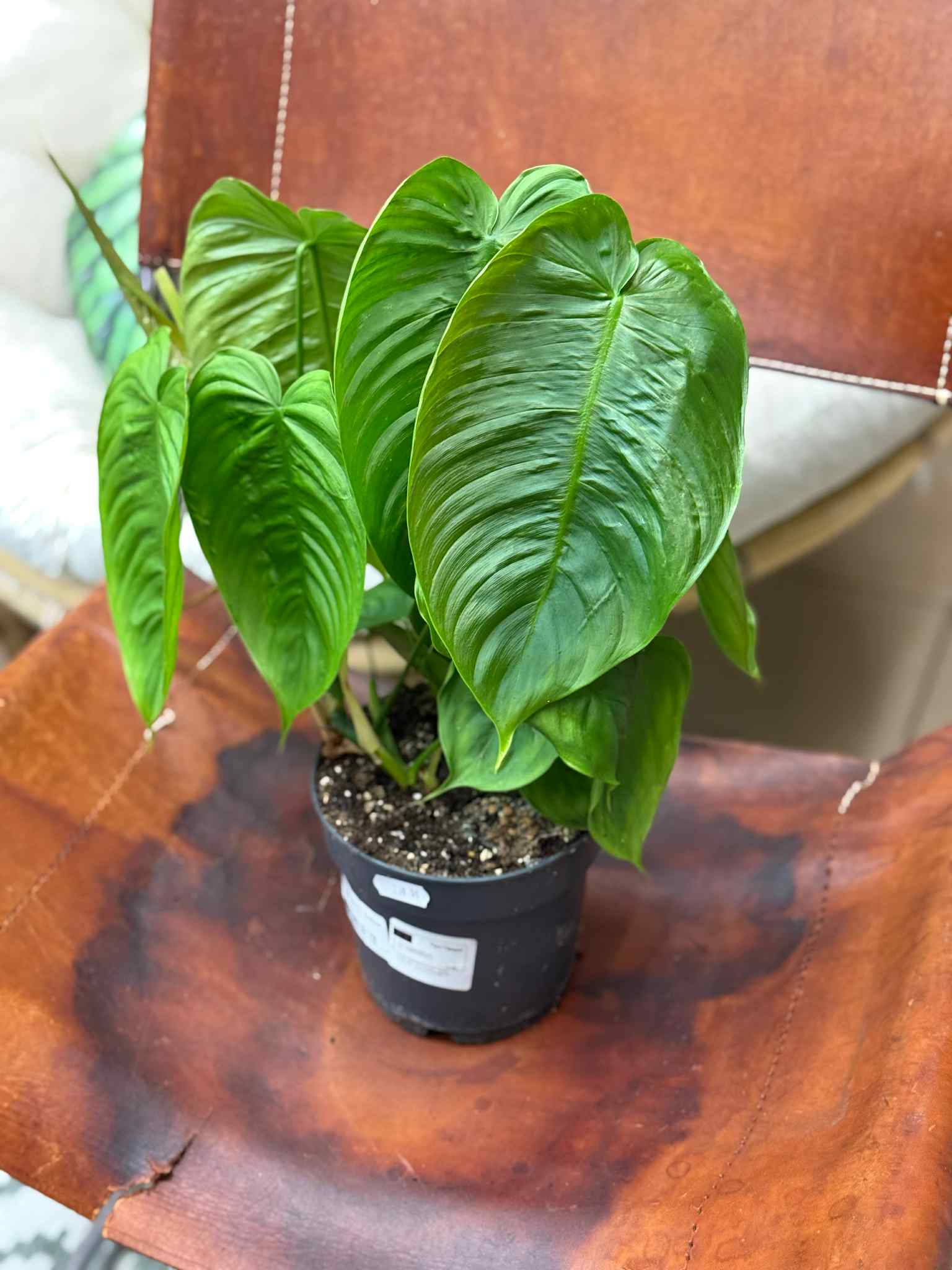 floating plant pot Magnetic Floating Levitating Pot Plant – Rotating Air Bonsai Planter- 360° Levitating Planter- Modern Home & Office Décor Style 1 main image 0