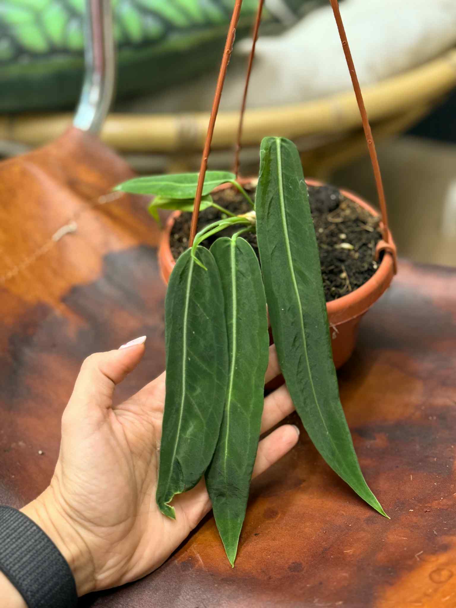 Anthurium pallidiflorum