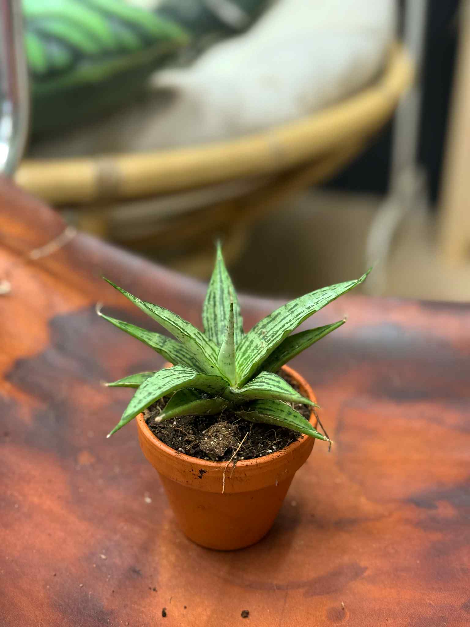 Sansevieria Cinta