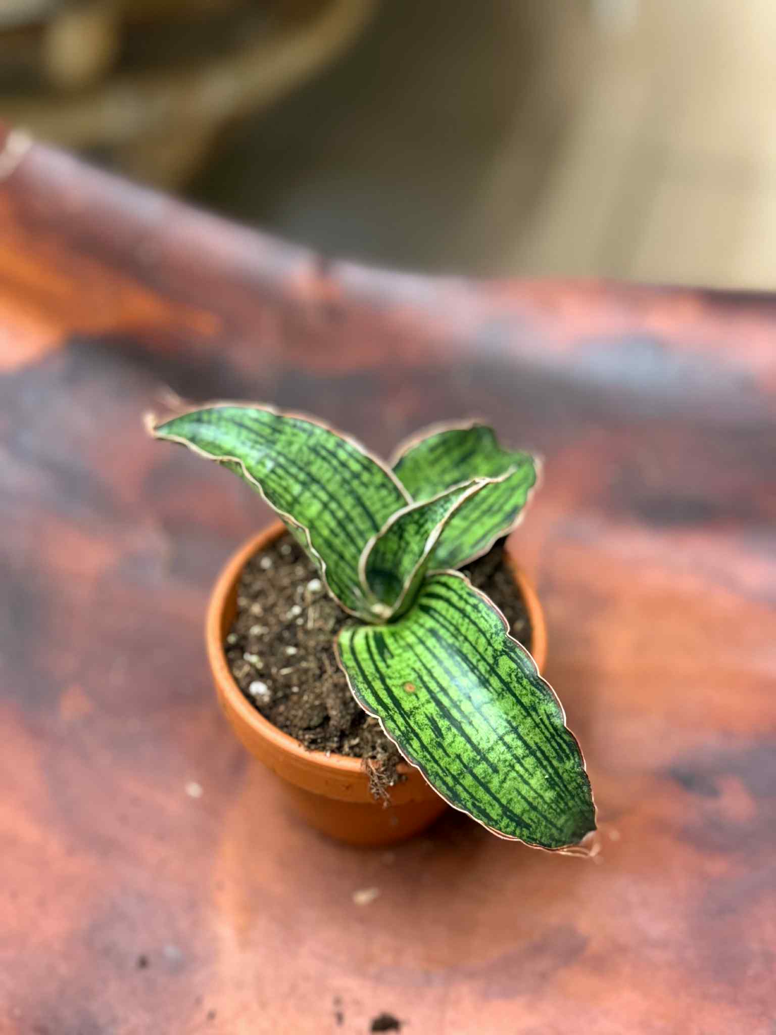 spider plant reverse 4" Reverse Variegated Spider Plant  Plant Goals