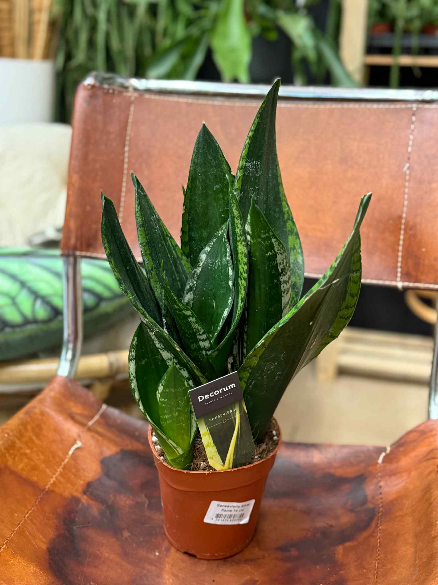 sansevieria whitney silver flame sansewieria