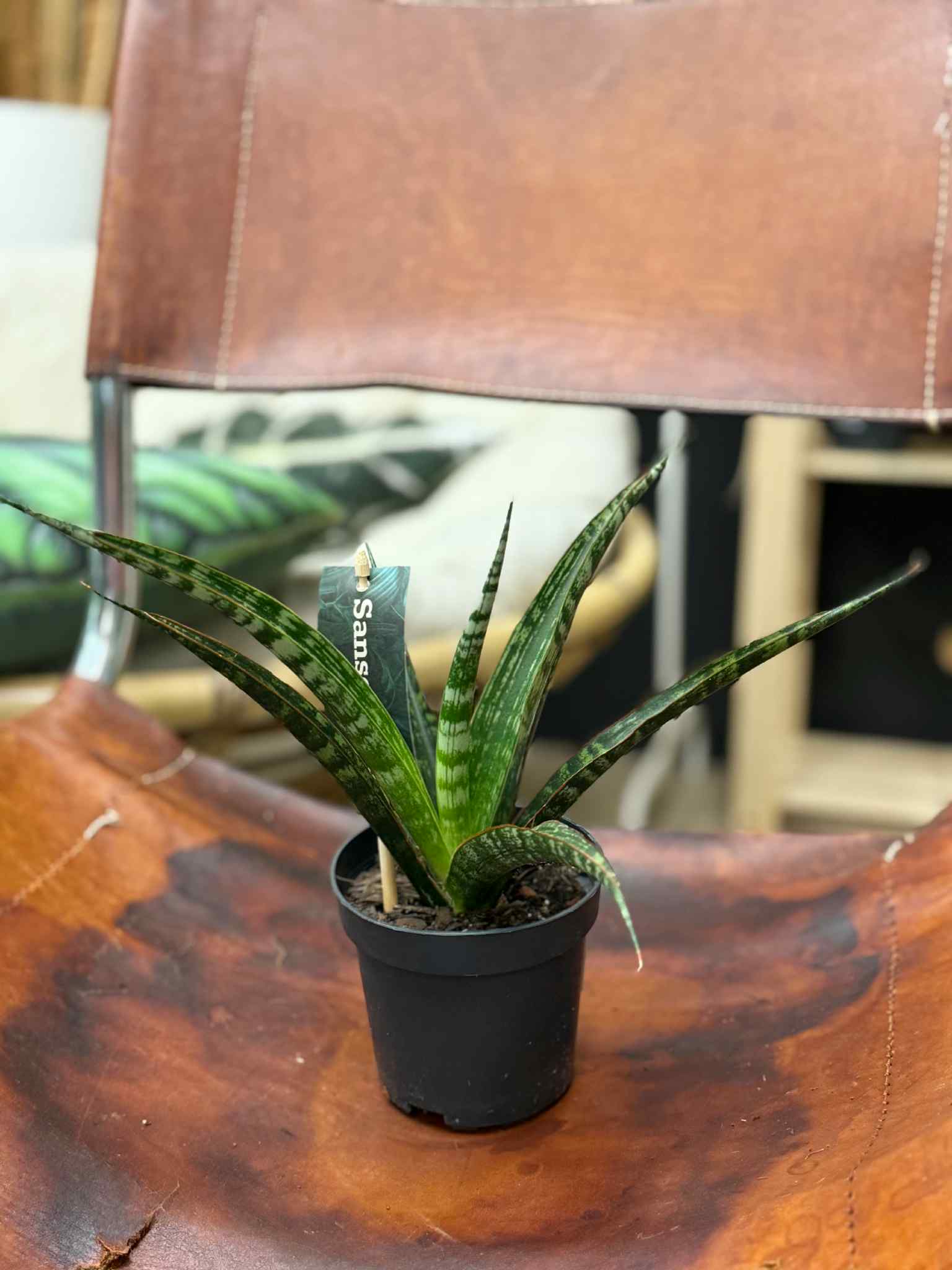 sansevieria trifasciata 'black gold' Mini Snake Plant Hahnii Black Gold (Sansevieria)