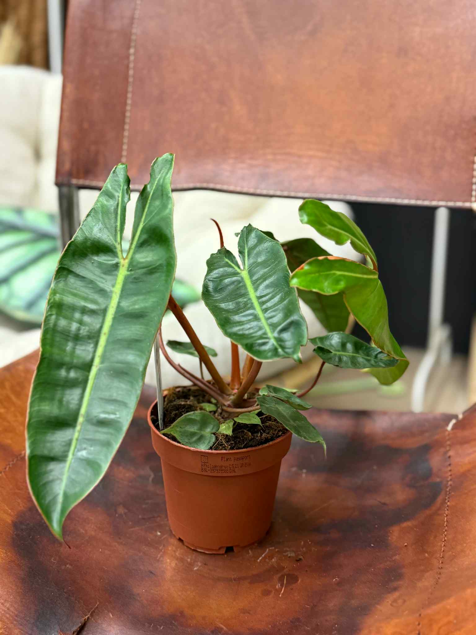 filodendron philodendron billietiae