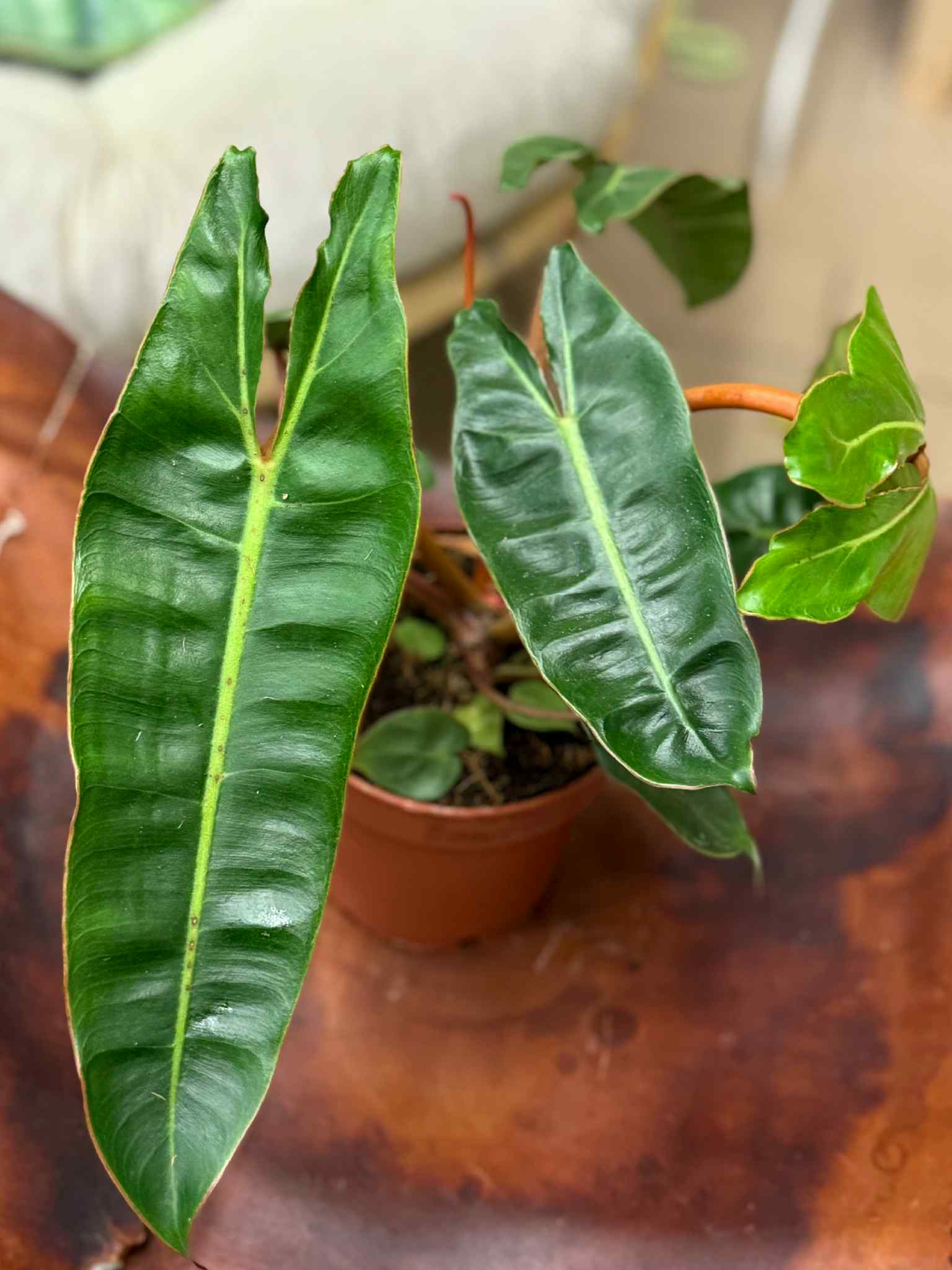 philodendron vine Philodendron main image 0