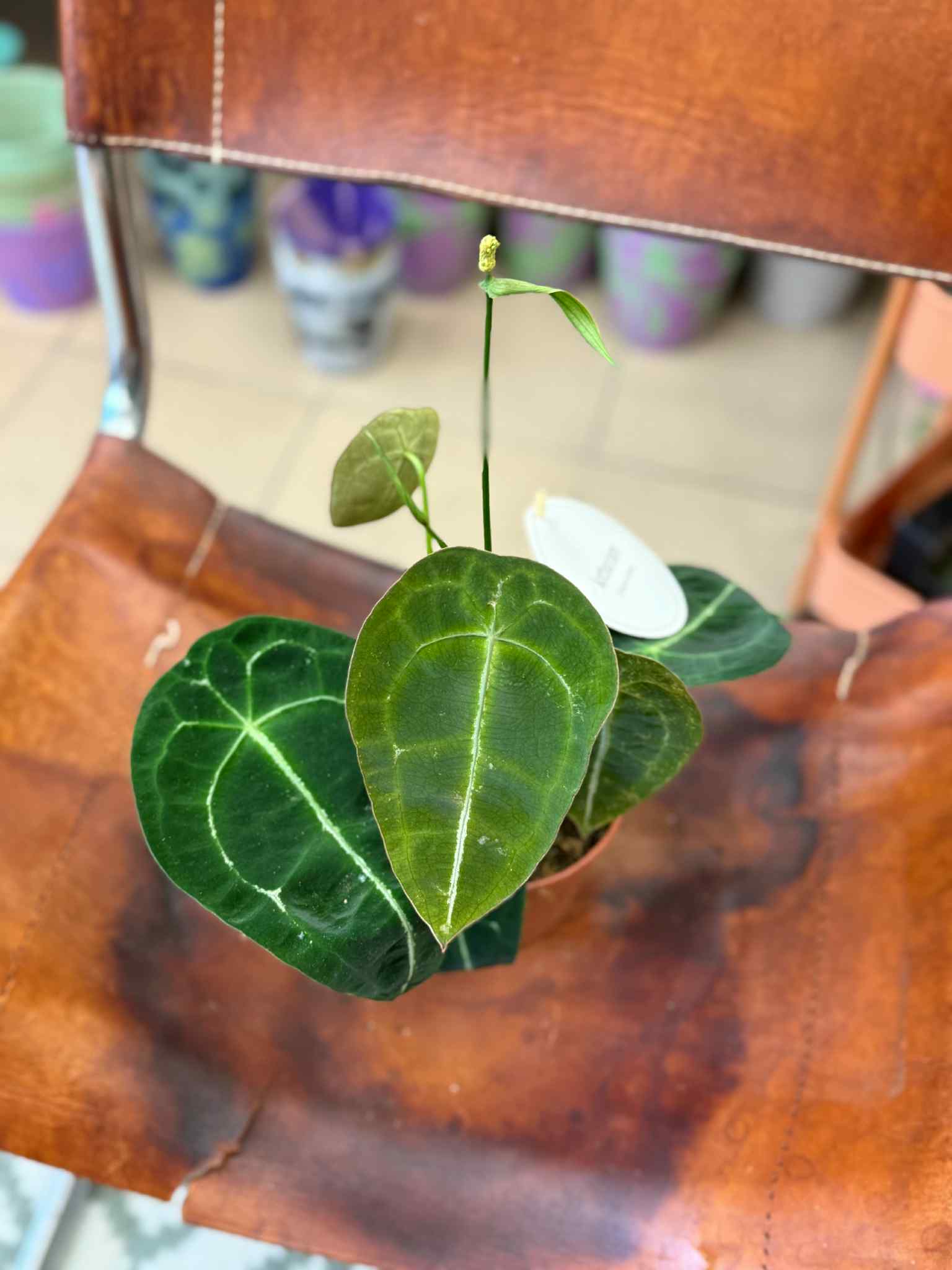 alocasia zebrina mini Alocasia zebrina main image 0