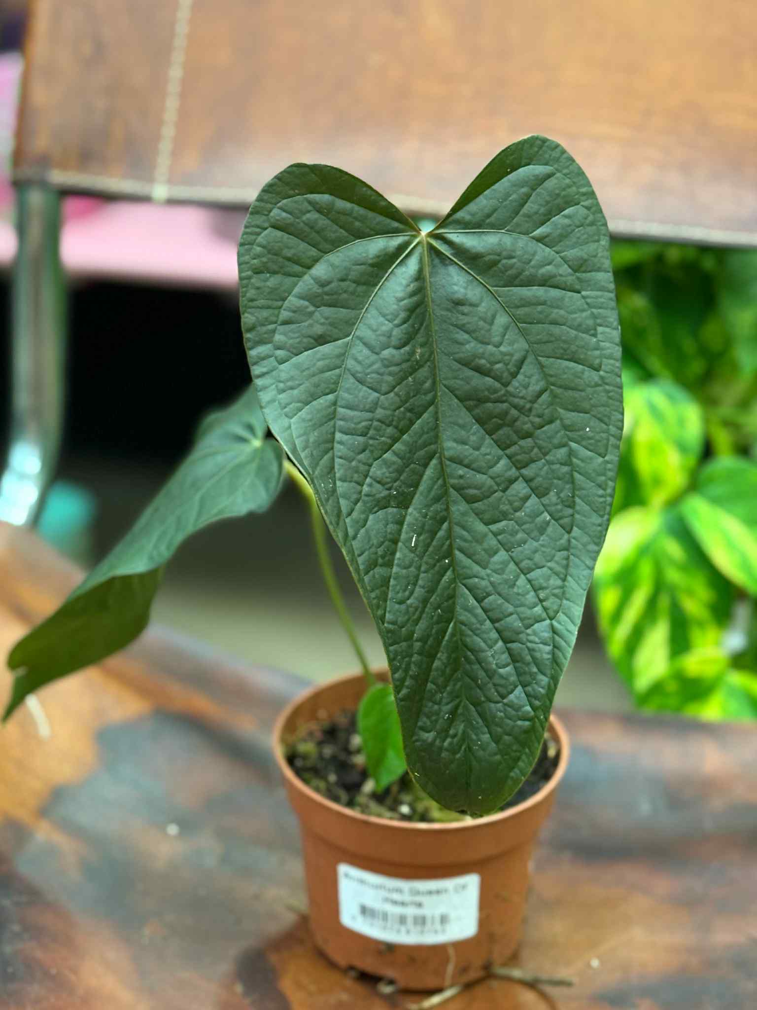 Anthurium Queen of Heart | Sklep MojeBadyle.pl