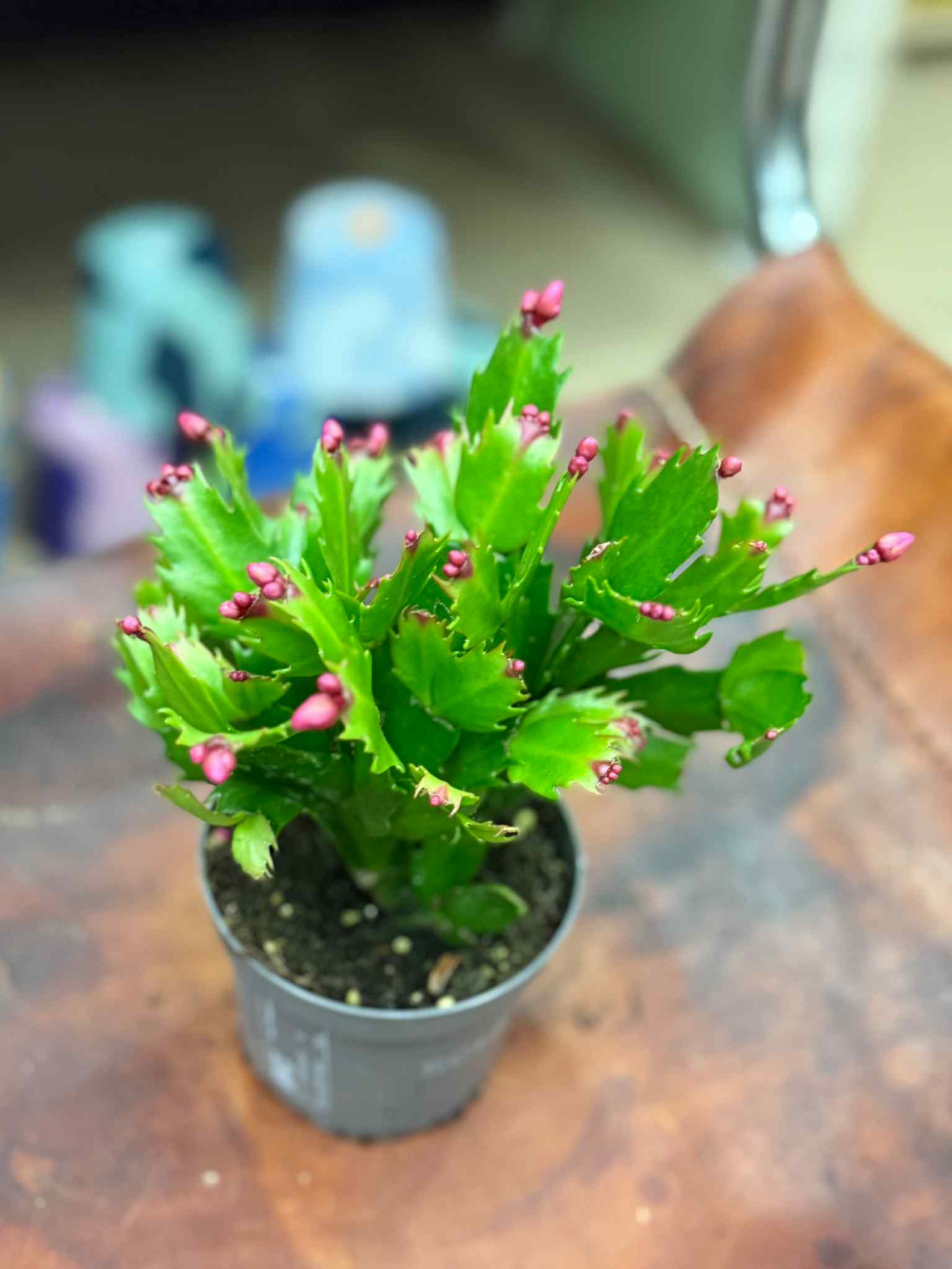 schlumbergera kaktus bononarodzeniowy ROWY