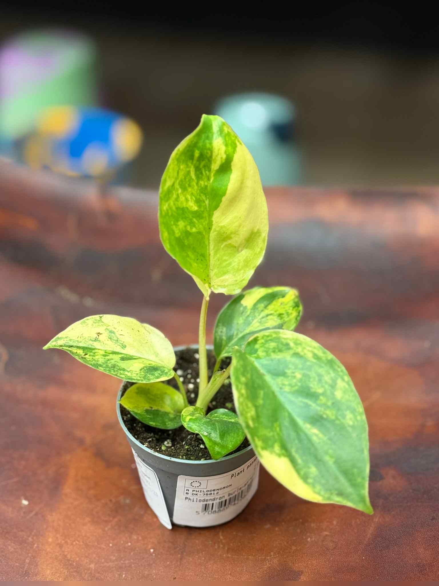 glue plants Aquarium Co-Op Super Glue Gel
