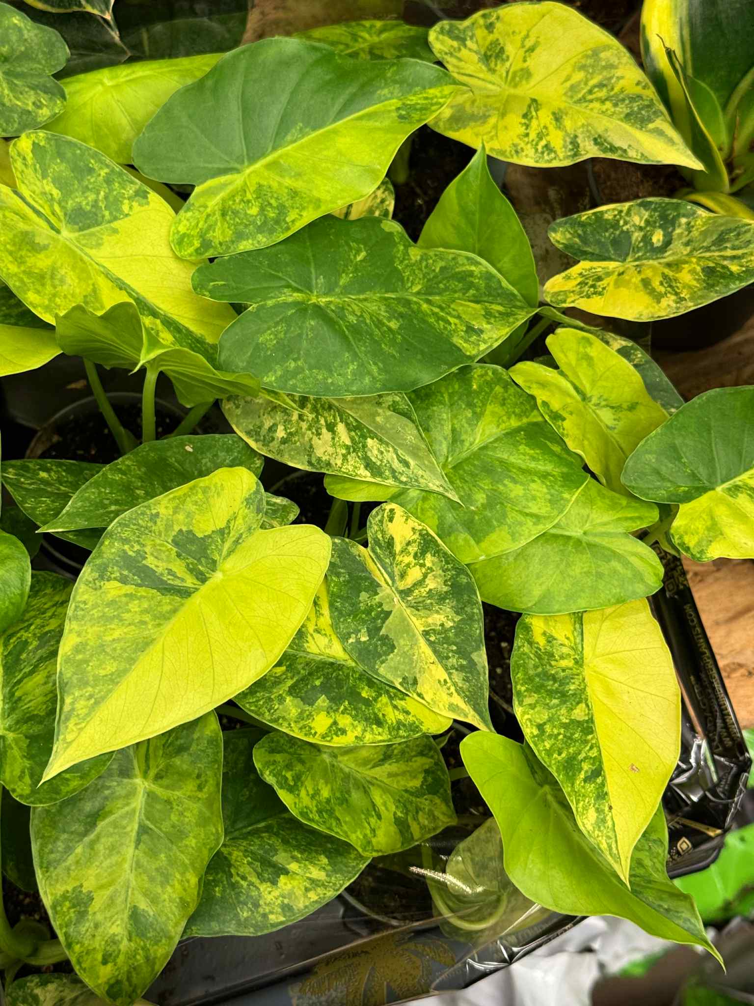 Alocasia macrorrhiza ''AUREA VARIEGATA'