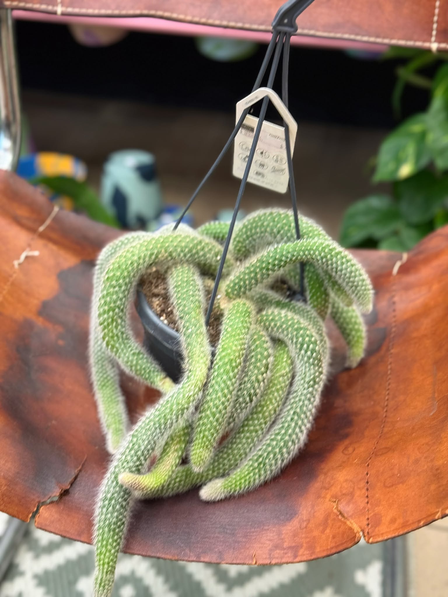 cactus Hildewintera colademonis -KOCIE OGONY