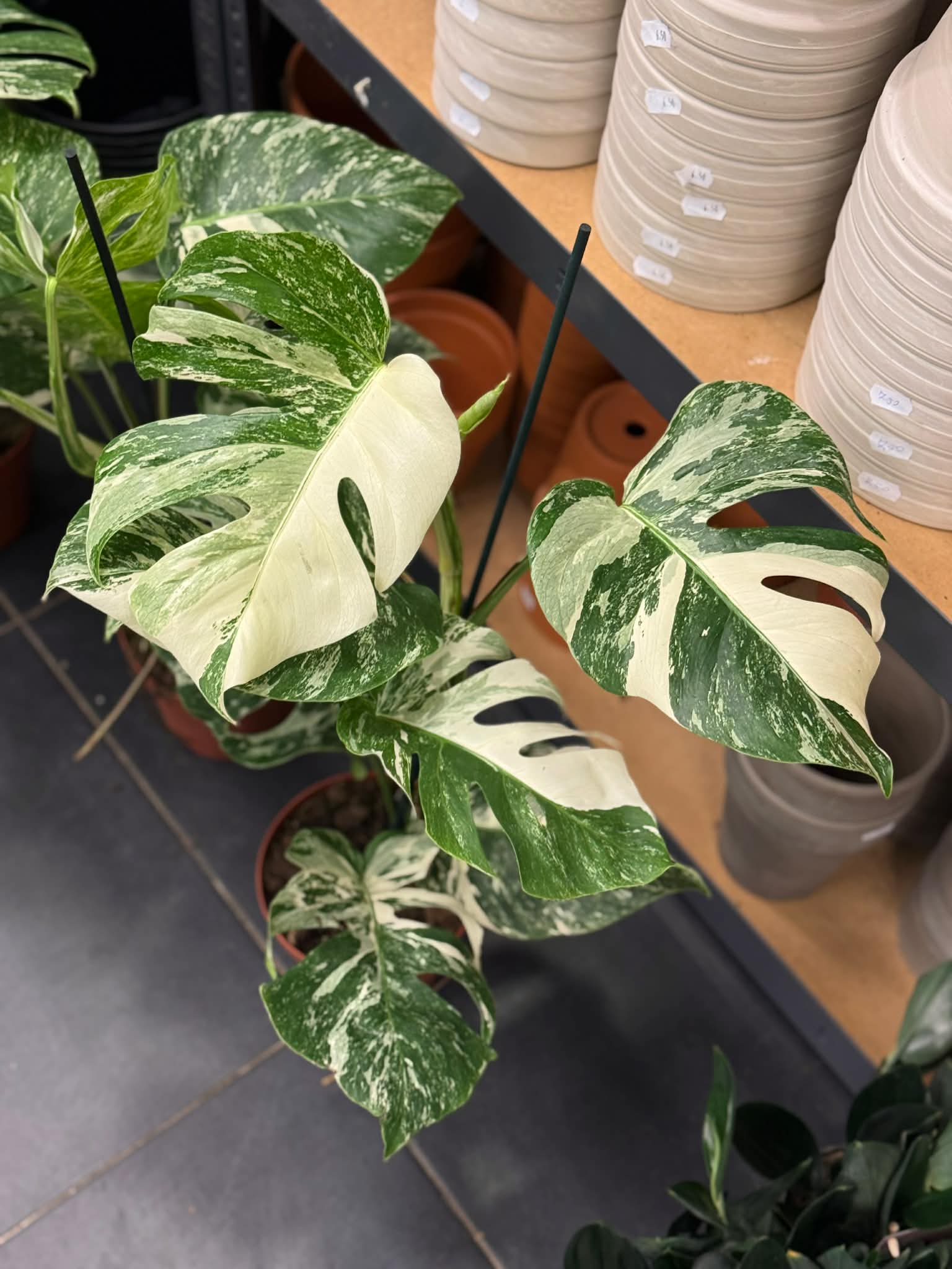 monstera deliciosa Variegata BIAA
