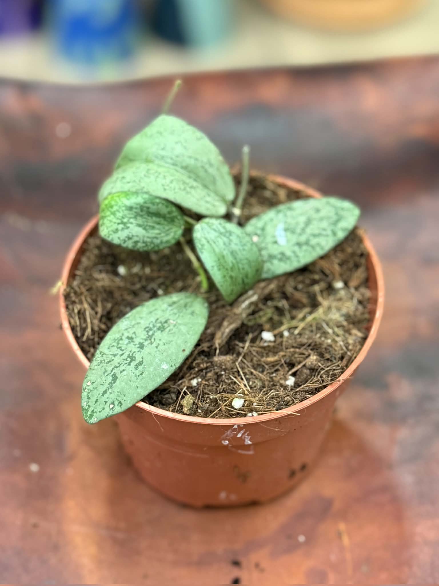 Hoya Sigillatis Silver | Sklep MojeBadyle.pl
