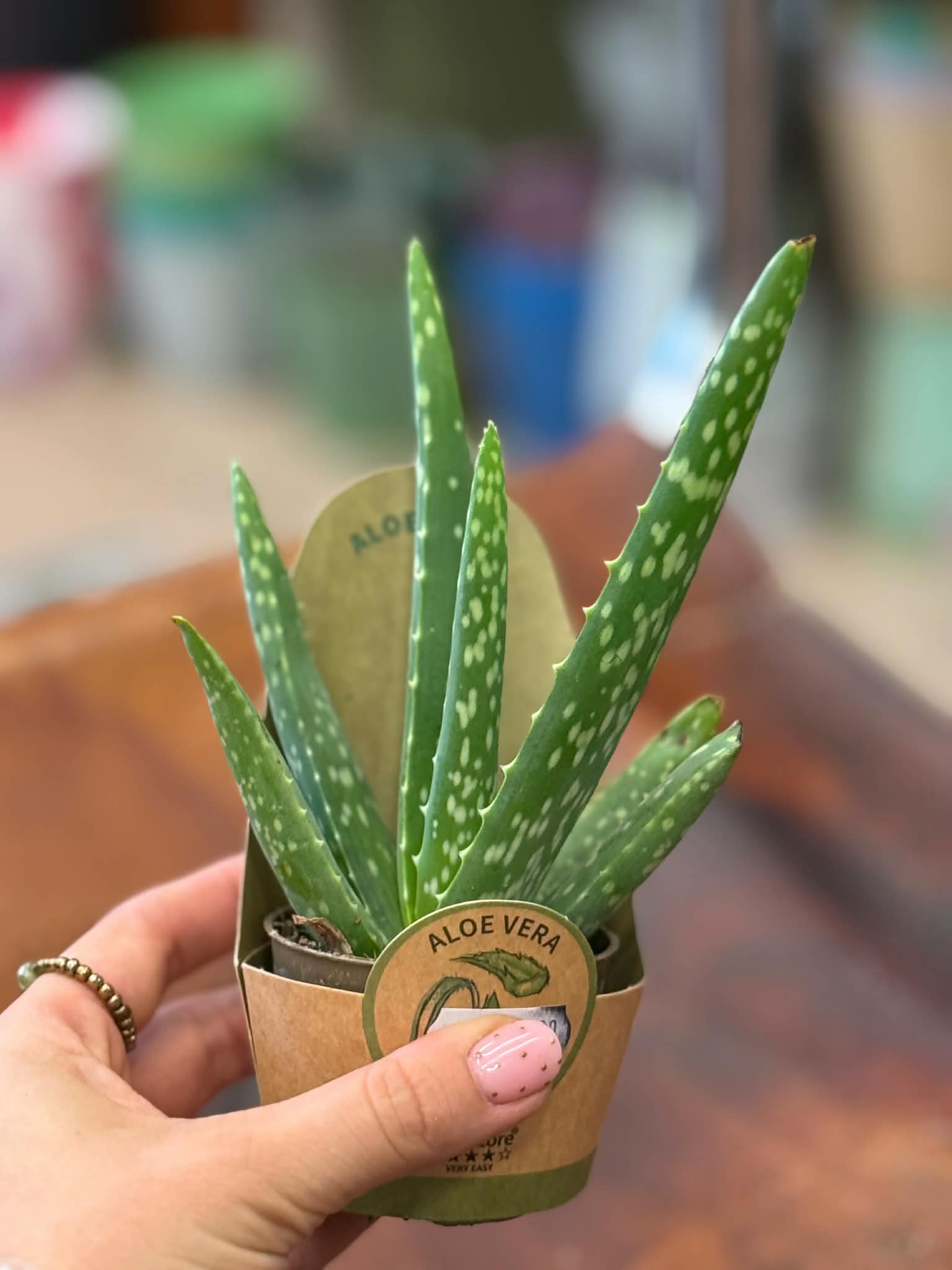 Aloes zwyczajny | Aloe vera