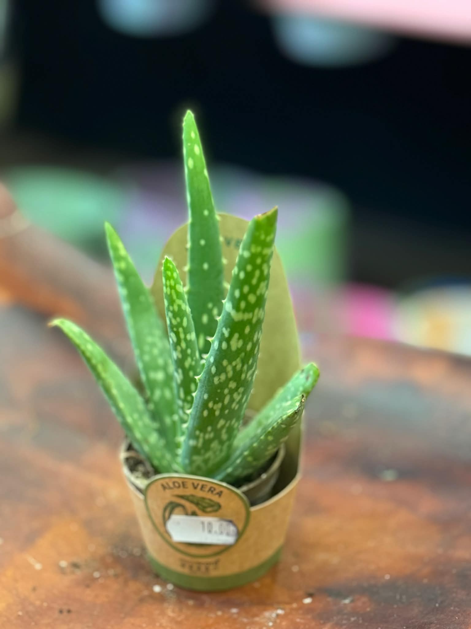 Aloes zwyczajny | Aloe vera
