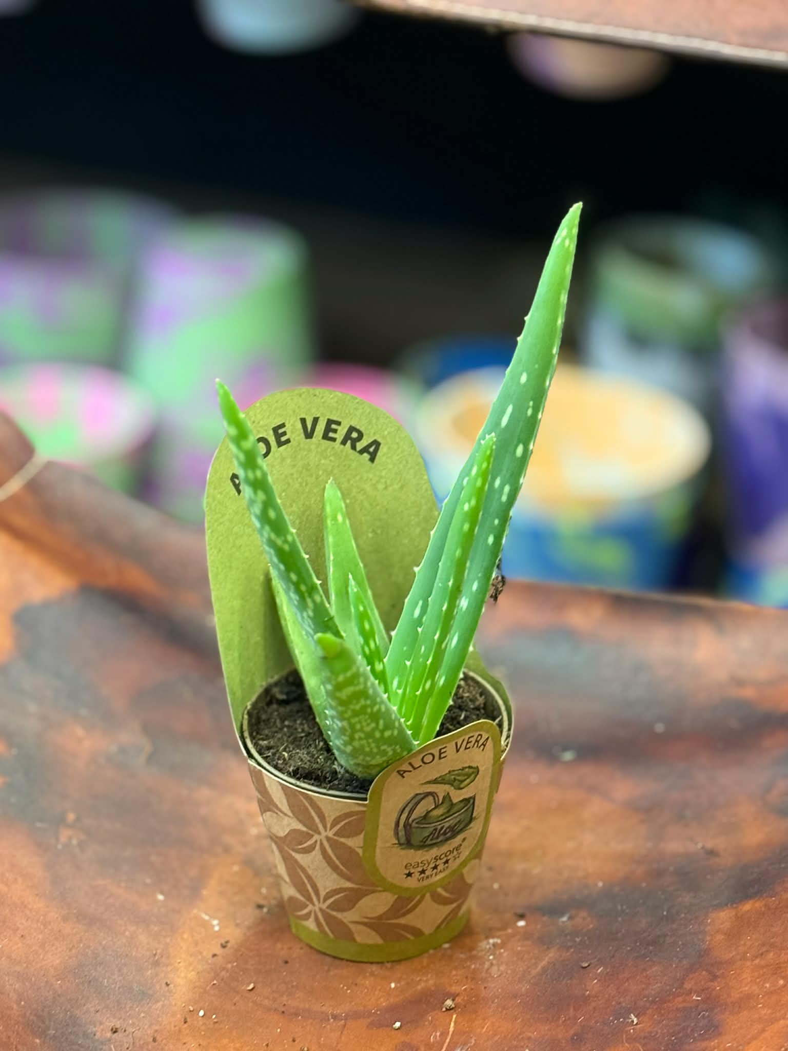 Aloes zwyczajny | Aloe vera