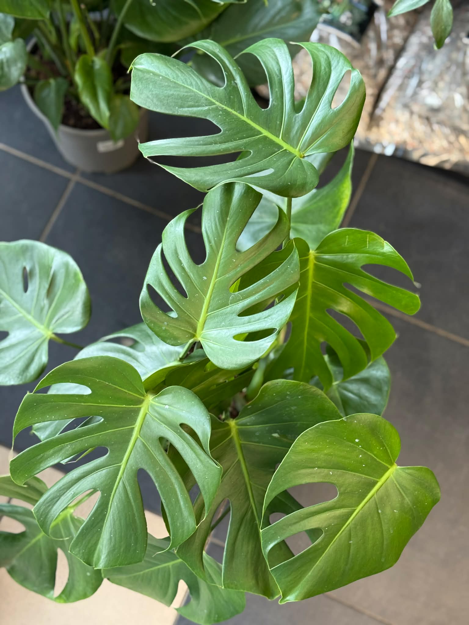 monstera blatt teppich Waschbarer Teppich Monstera Natural von Lorena Canals